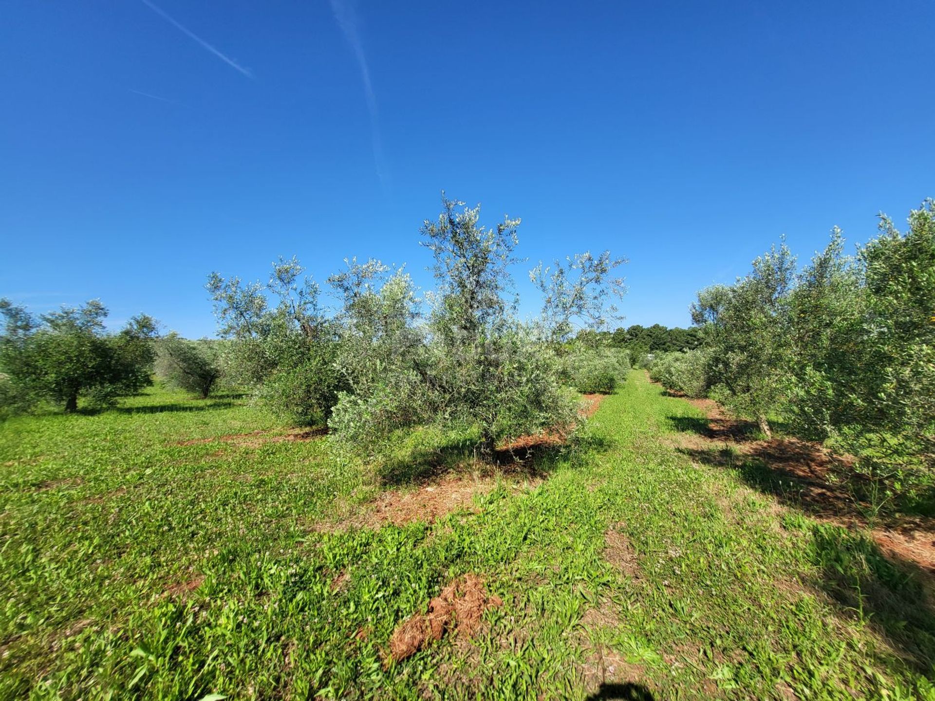 Земля в Novigrad, Istria County 12670959