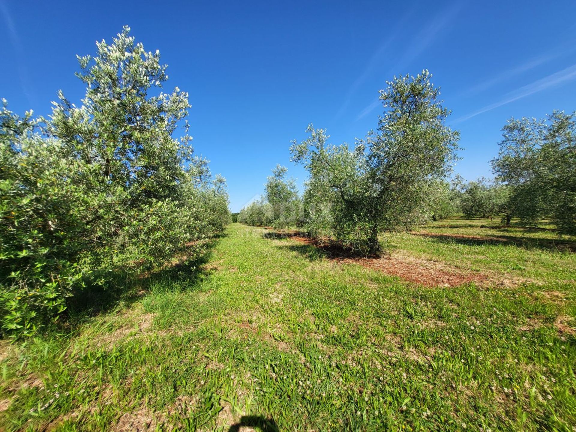 Land in Novigrad, Istria County 12670959