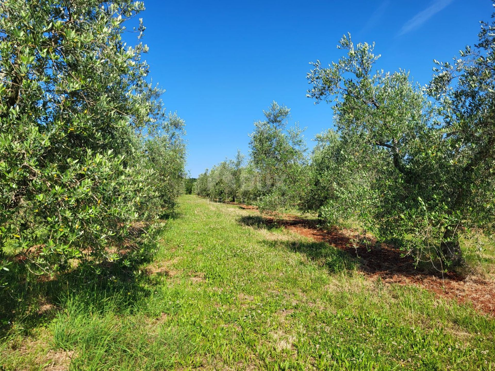 Land in Novigrad, Istria County 12670959