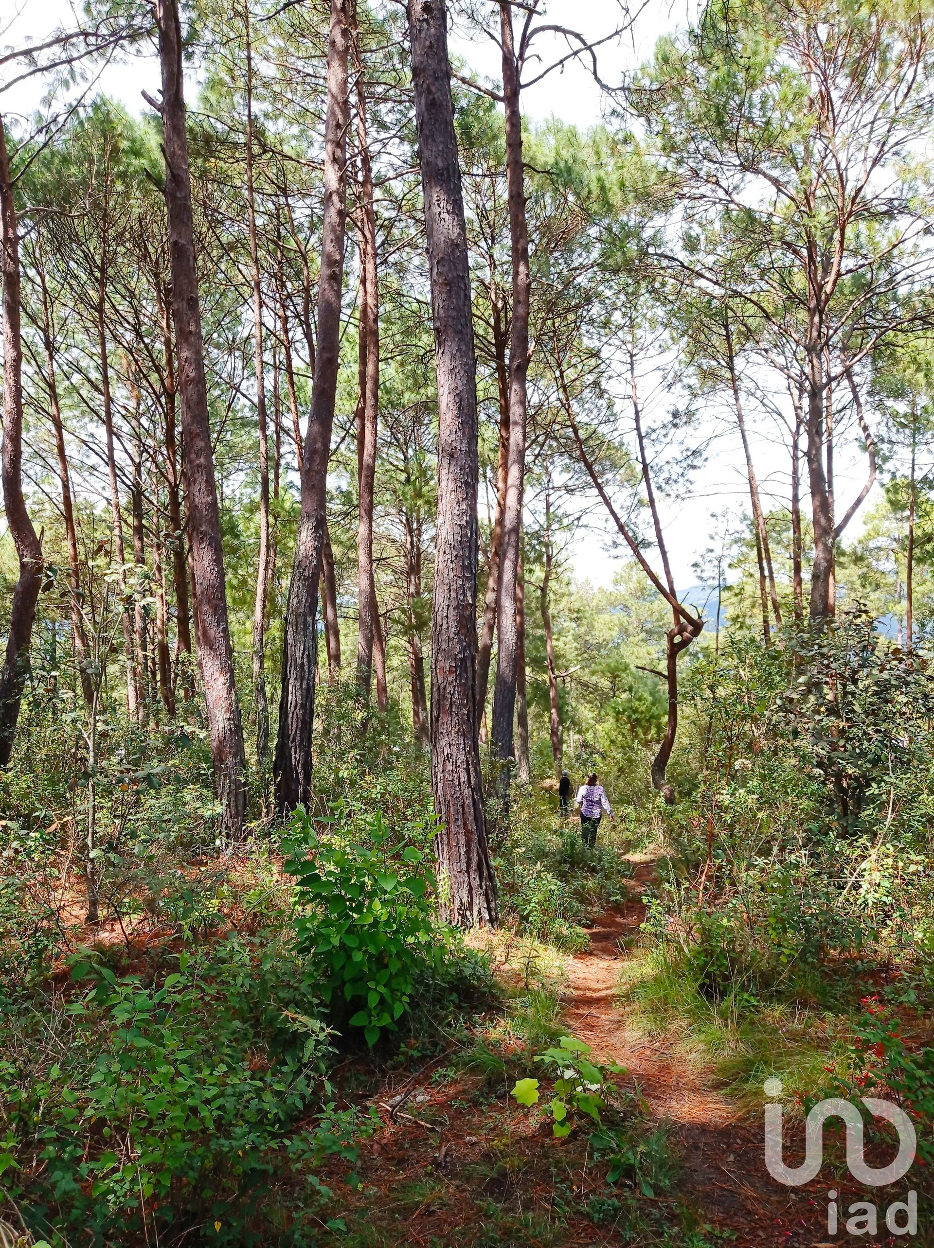 Land i Maria Auxiliadora, Chiapas 12675562