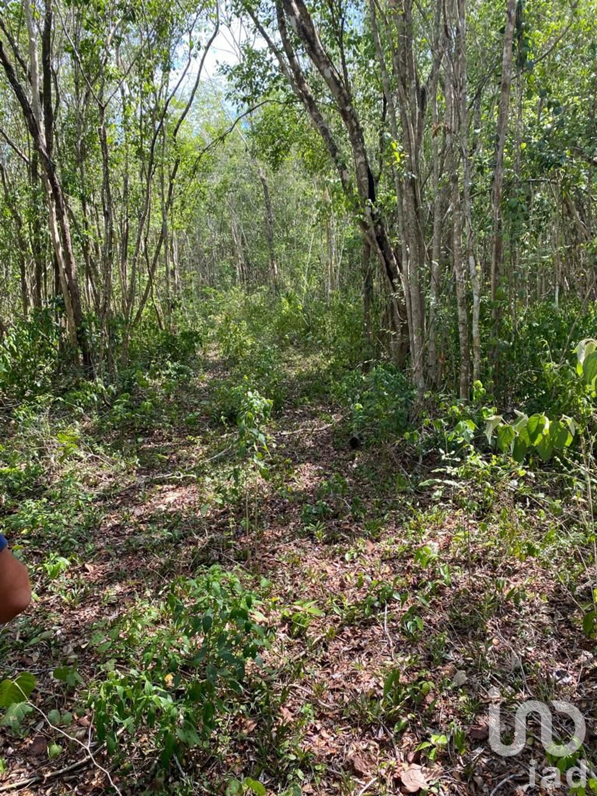 Γη σε Chumbache, Quintana Roo 12676320