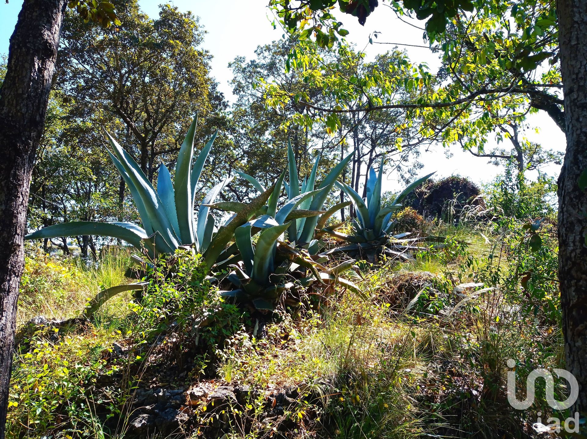 الأرض في San Cristobal, Chiapas 12676932