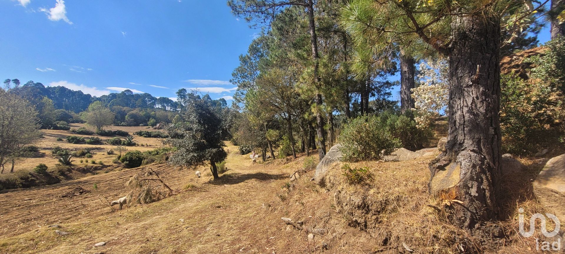 Terre dans Omitlán de Juárez, Hidalgo 12677361