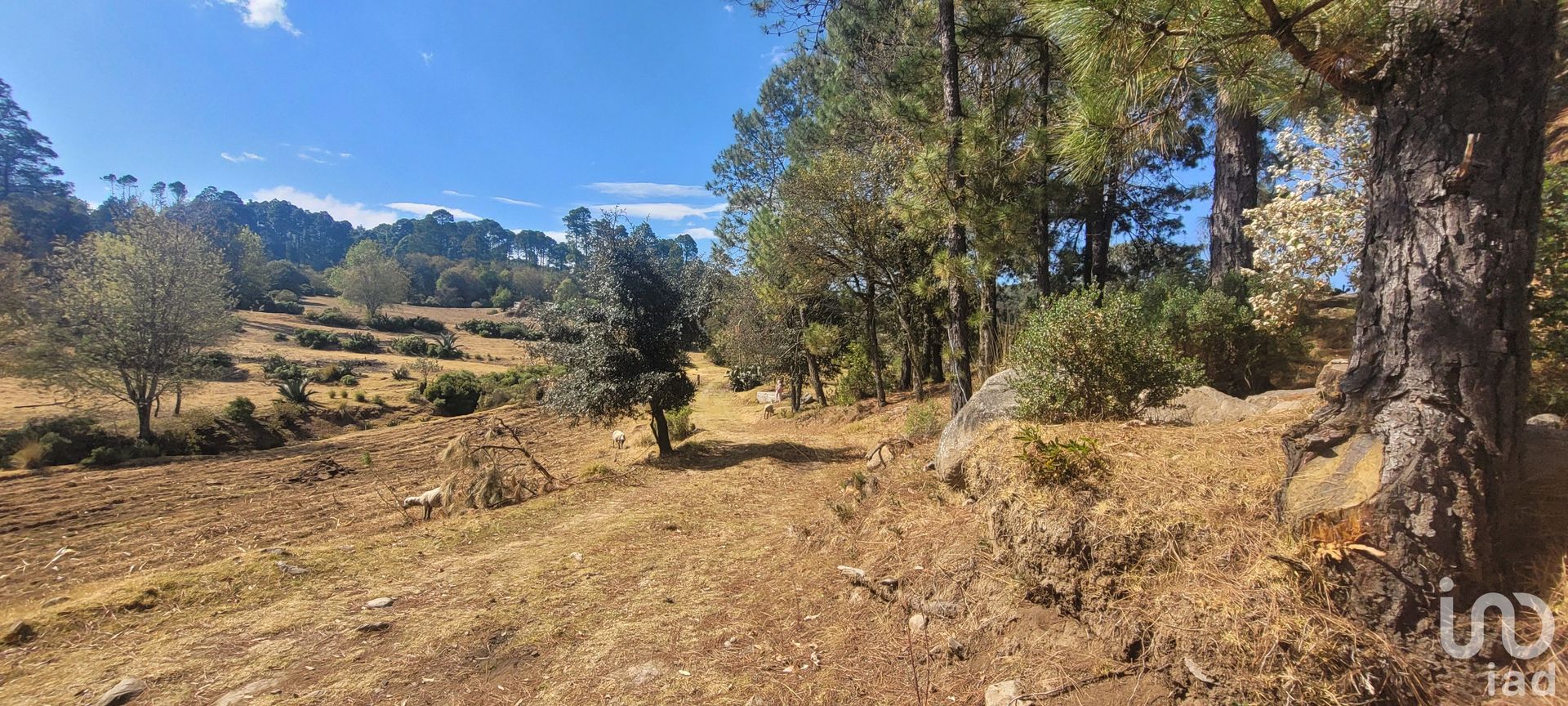 Terre dans Omitlán de Juárez, Hidalgo 12677361