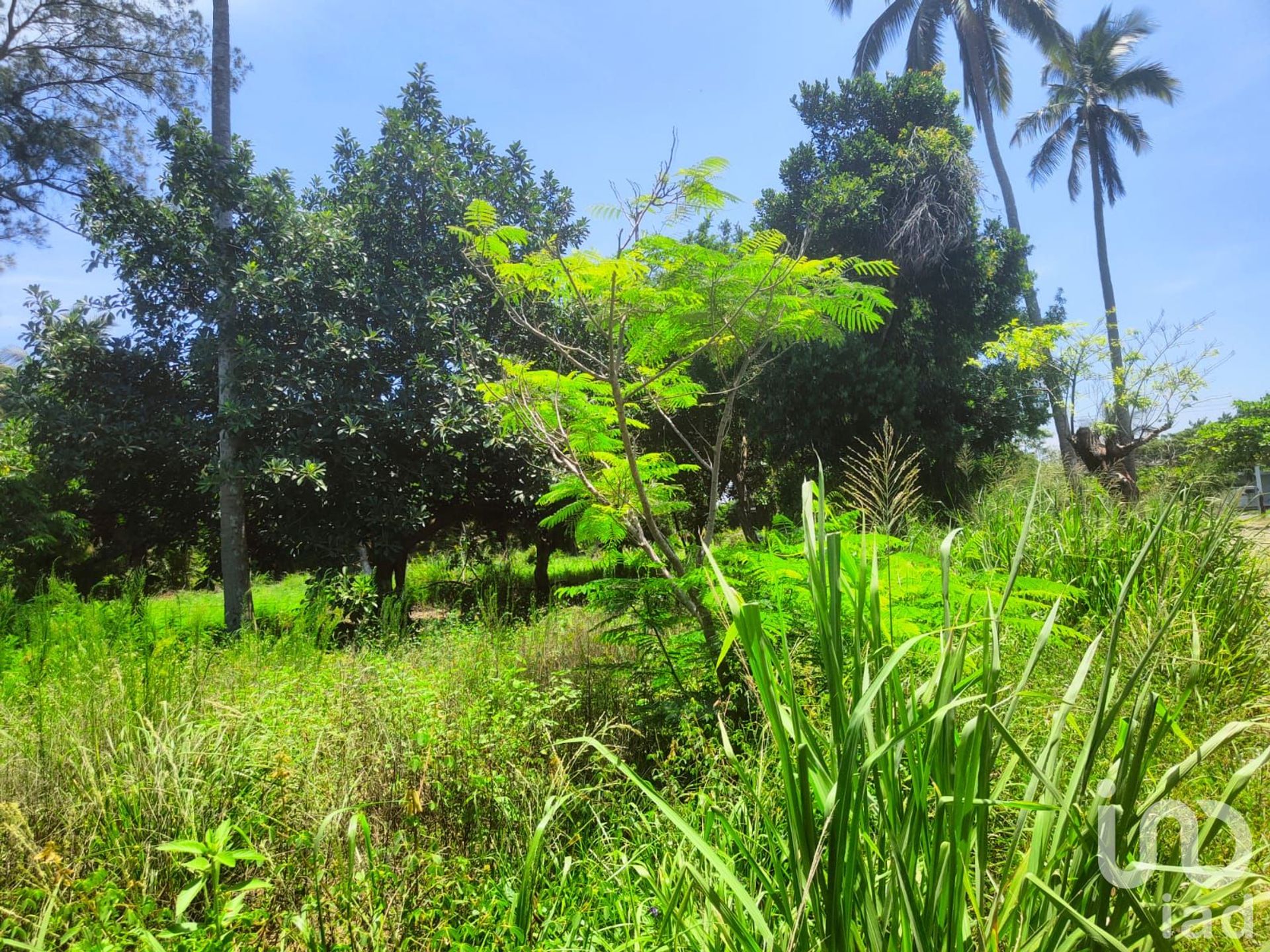 Γη σε Monte Gordo, Veracruz 12677441