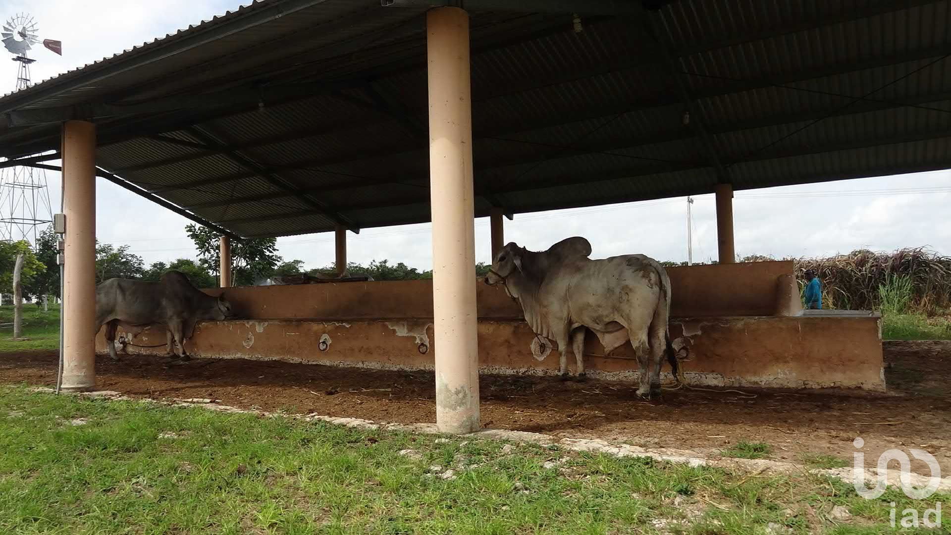 بيت في Sucilá, Yucatán 12677923