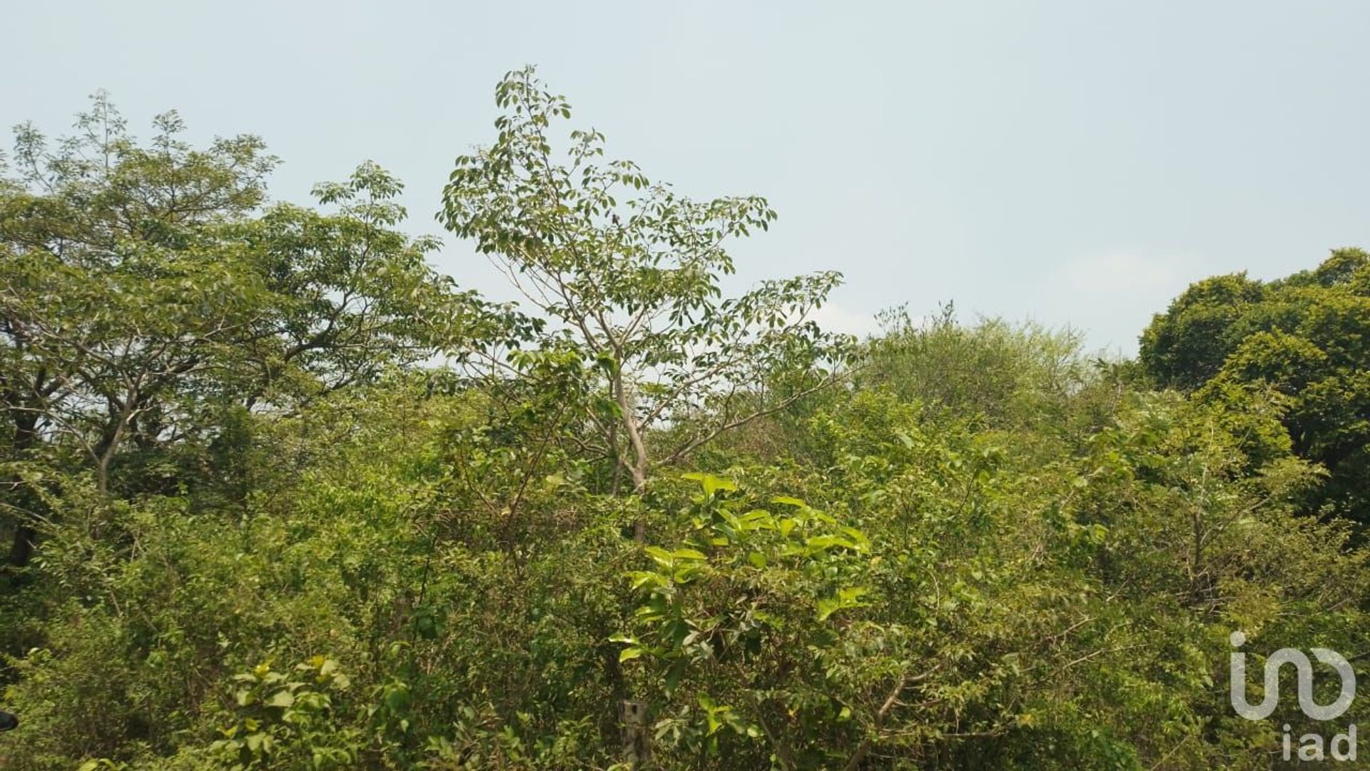 Land im Veracruz, Veracruz 12677972