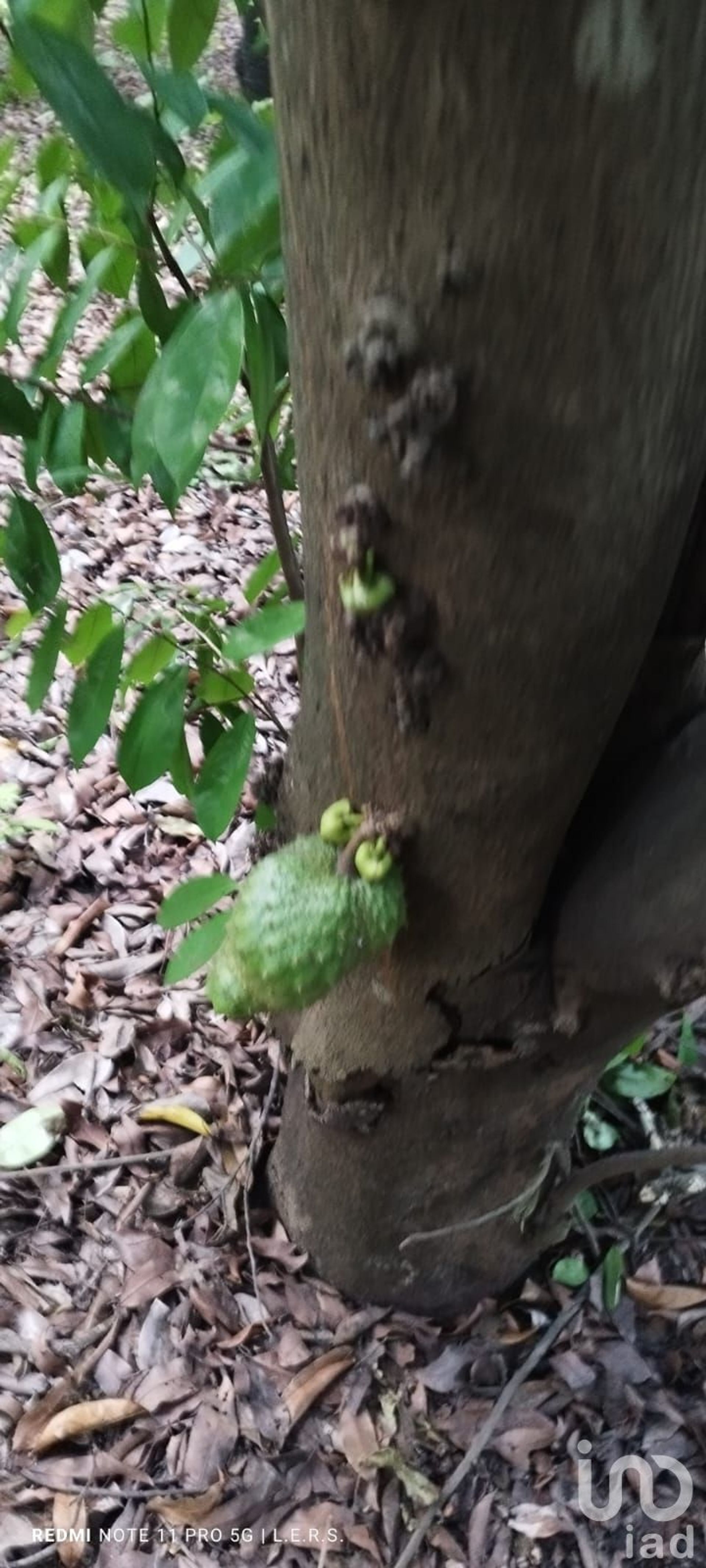 Terre dans El Lencero, Veracruz 12678513