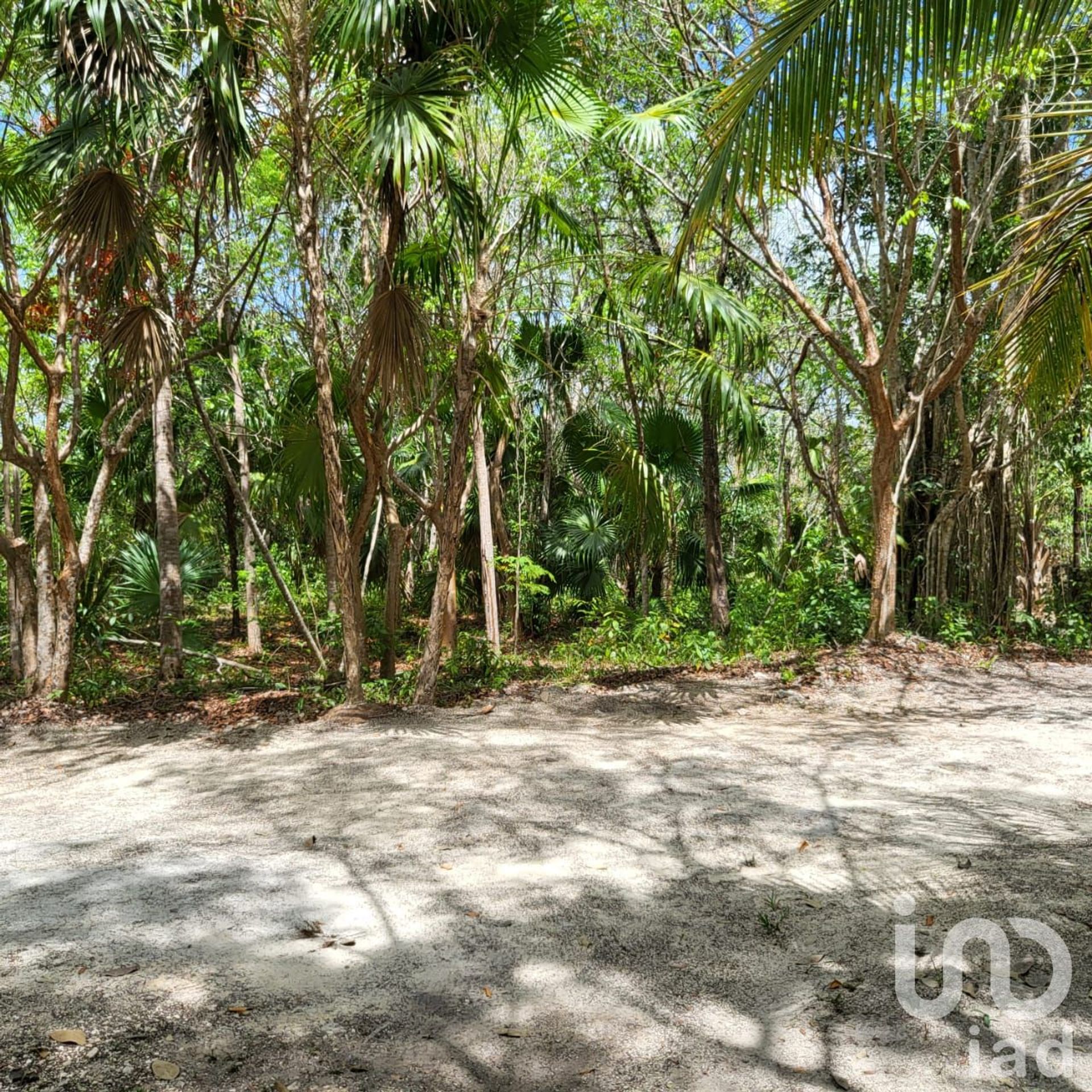 Land in Leona Vicario, Quintana Roo 12679100