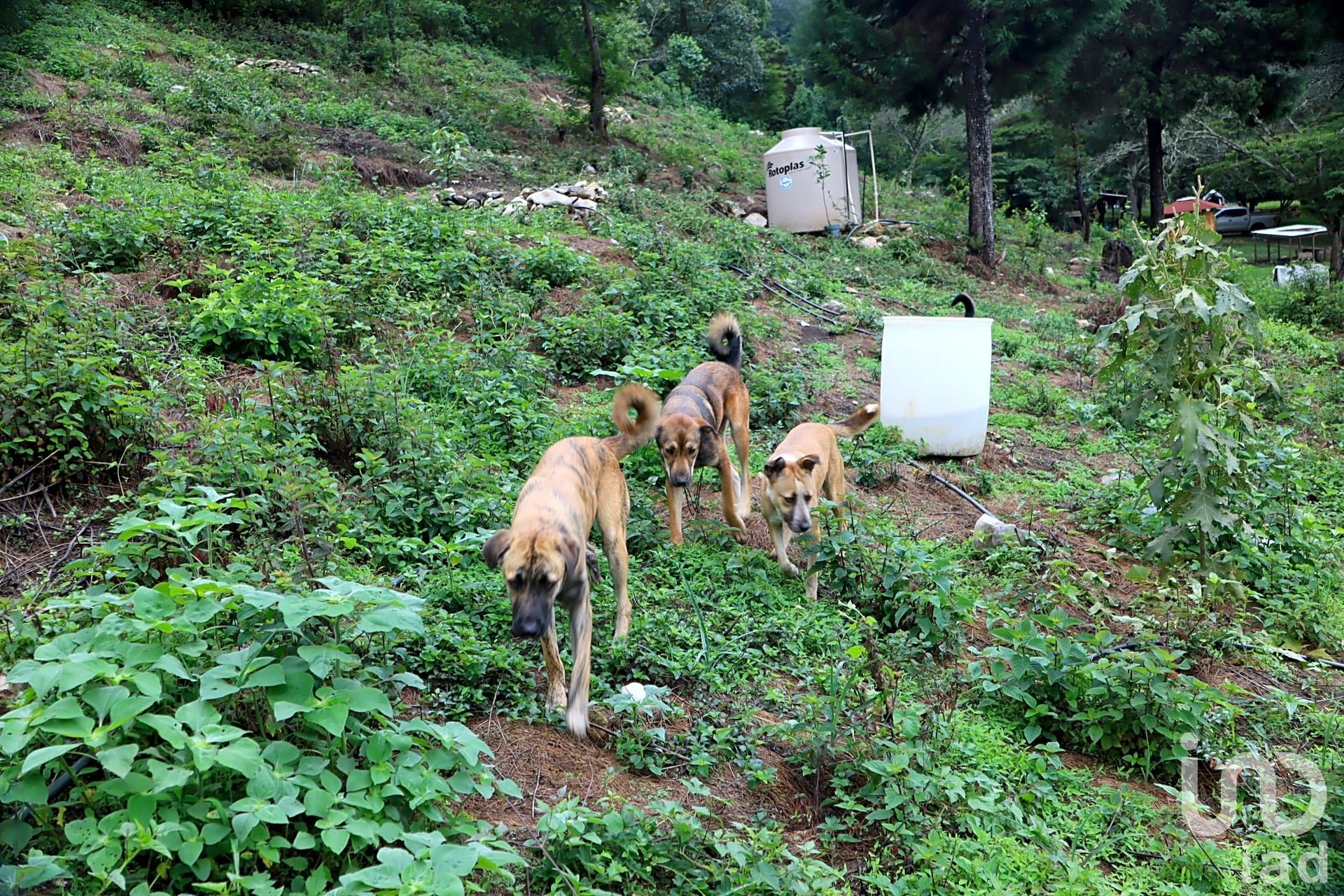 Будинок в , Chiapas 12680619