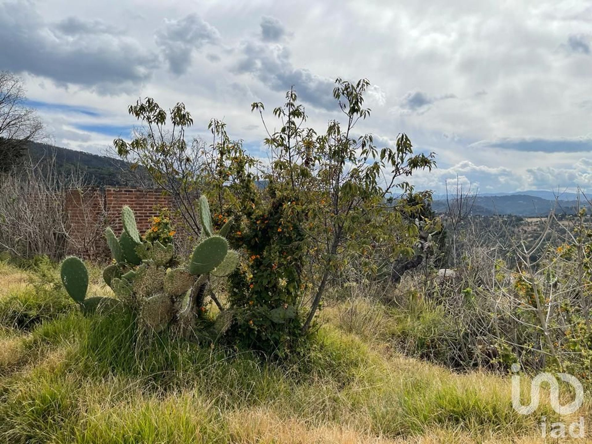 Terra no Trigueros, México 12681827