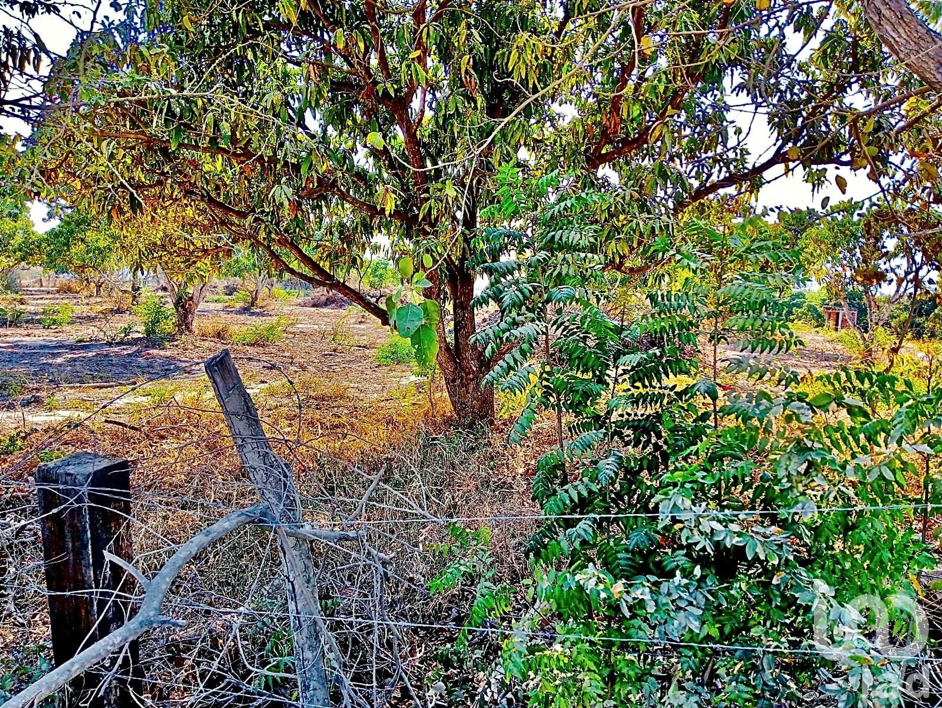 Tierra en La Papaya Roja, Nayarit 12682250