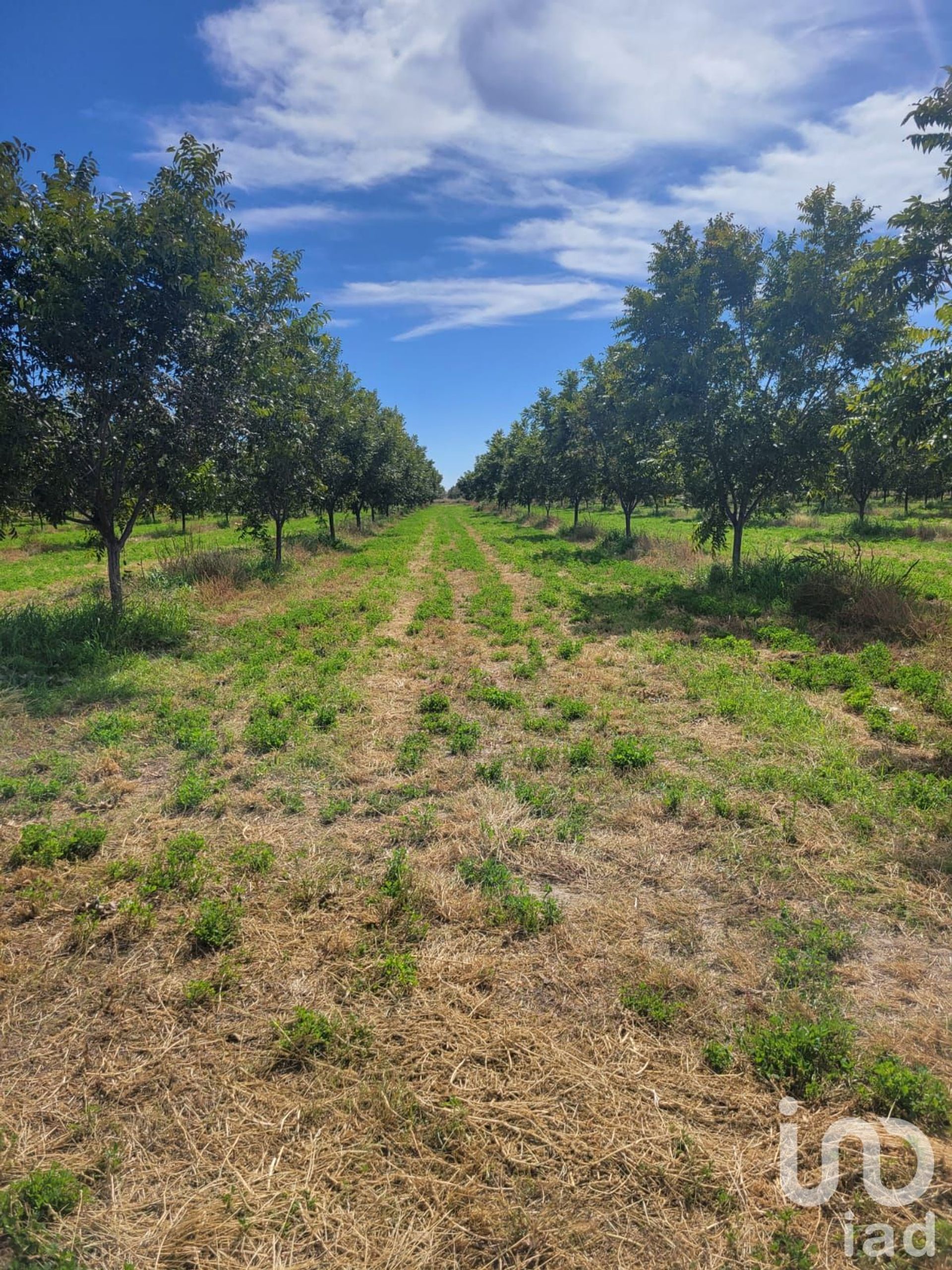 Tanah dalam San Isidro, Chihuahua 12682728