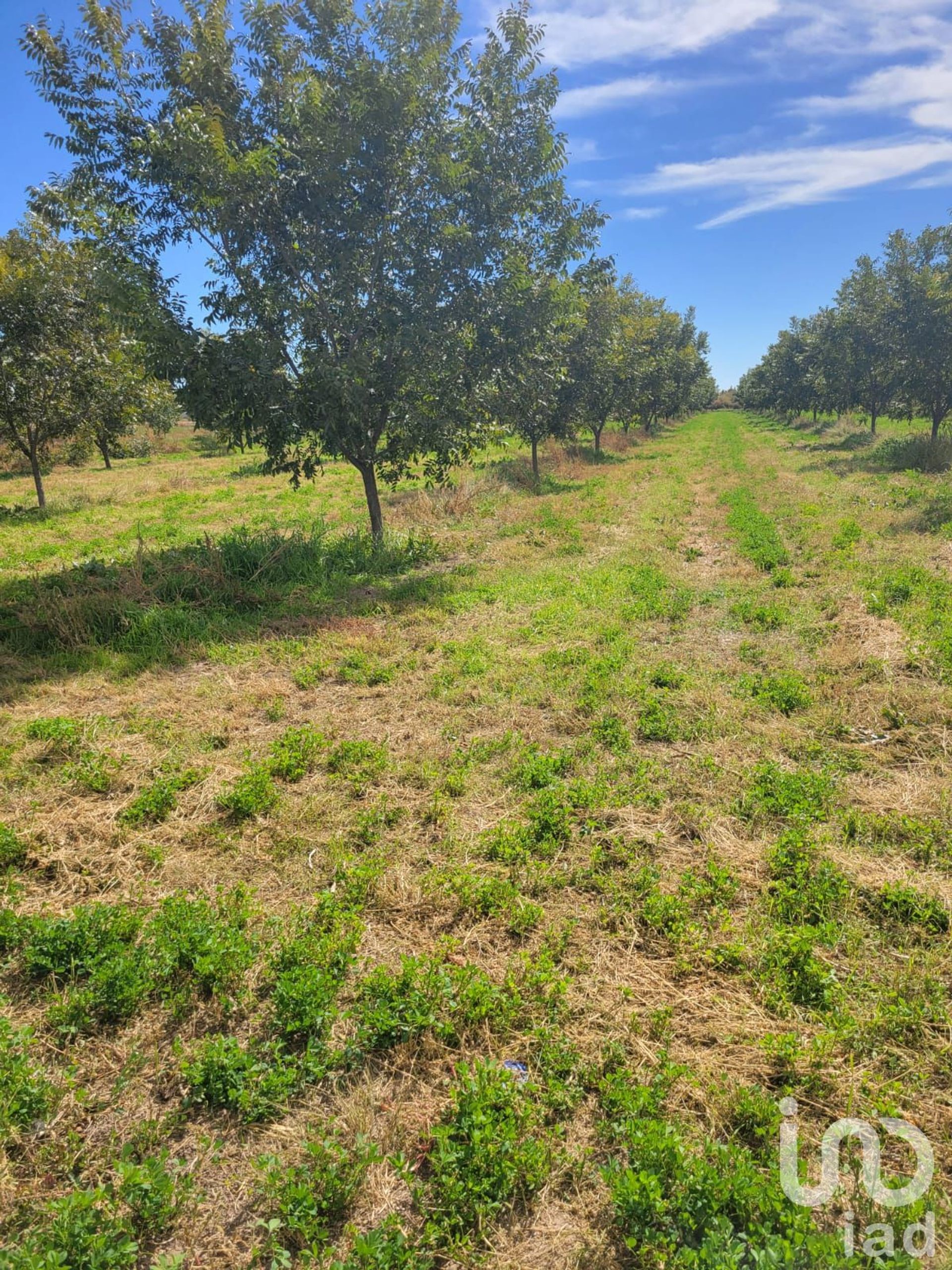 Tanah dalam San Isidro, Chihuahua 12682728