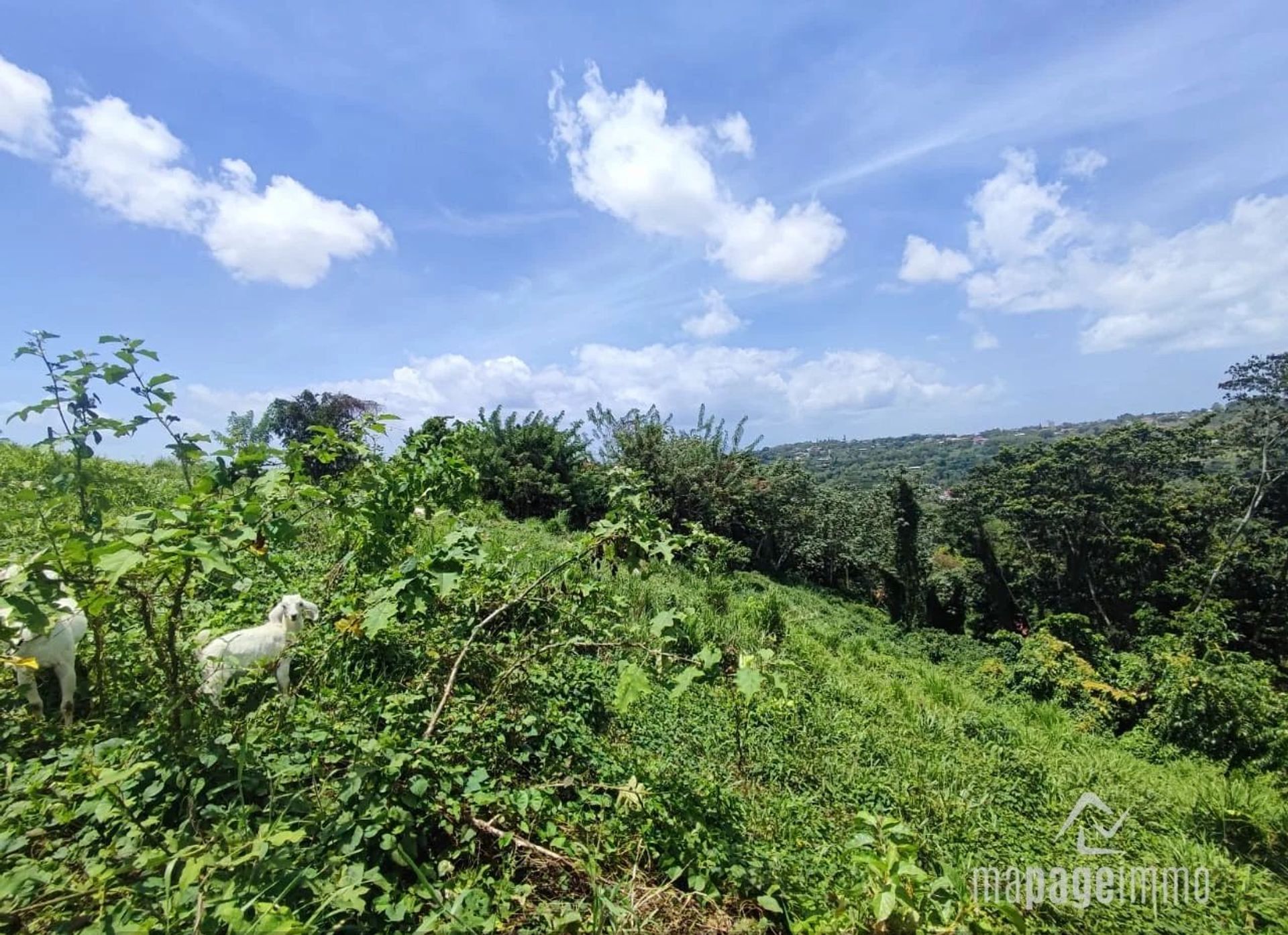 Maa sisään Cap Estate, Gros-Islet 12686652