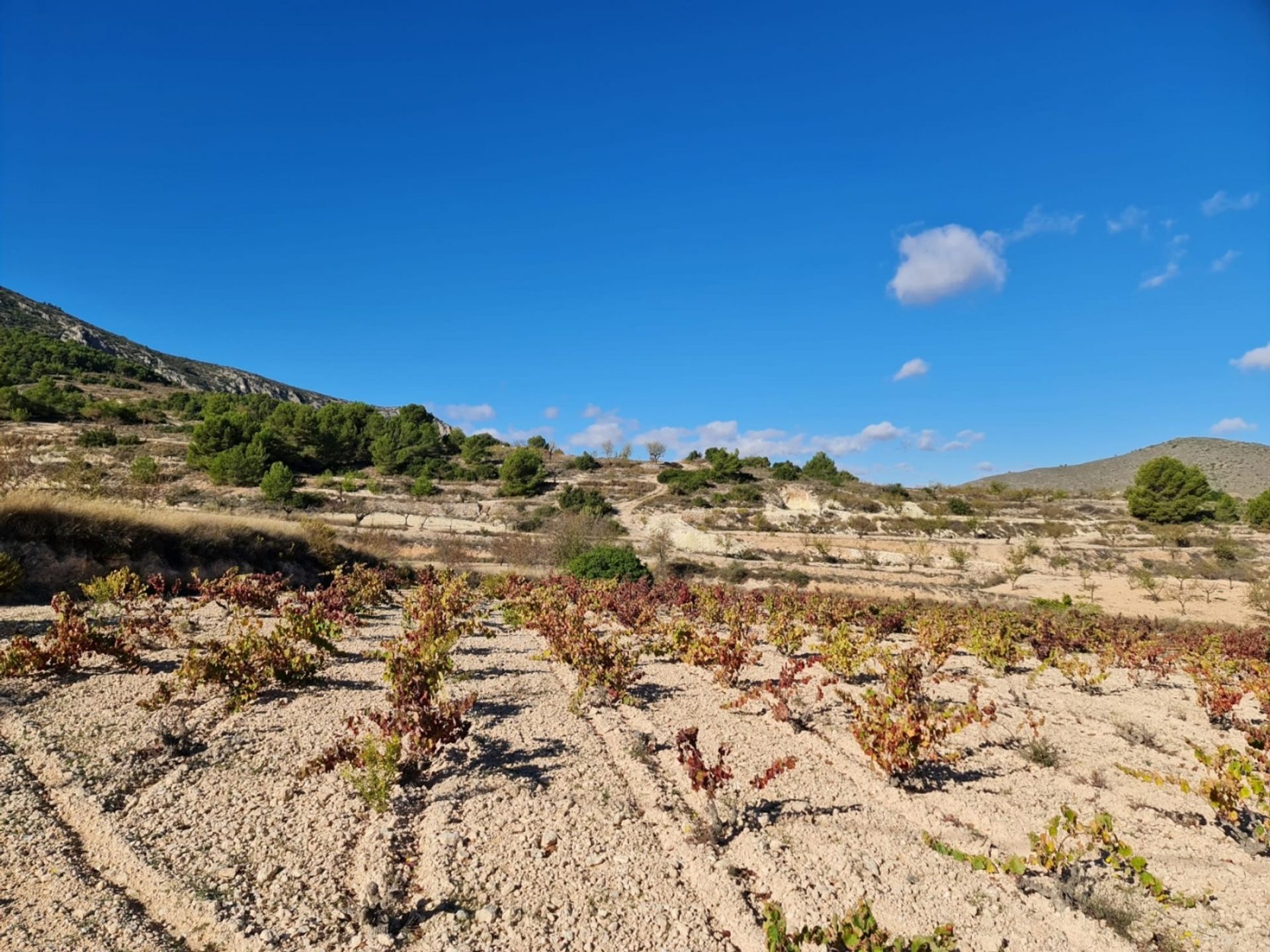 Talo sisään la Romana, Comunidad Valenciana 12689402