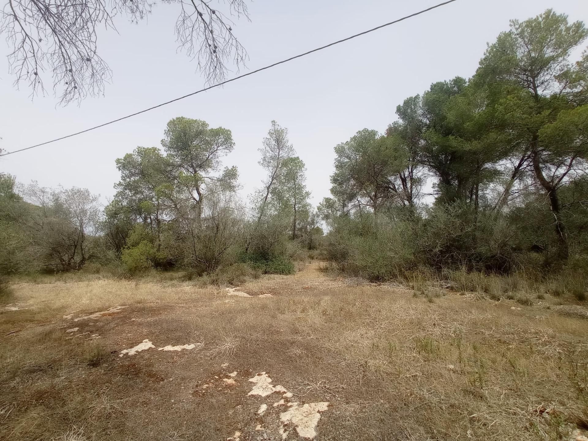 σπίτι σε Palma, Illes Balears 12692598