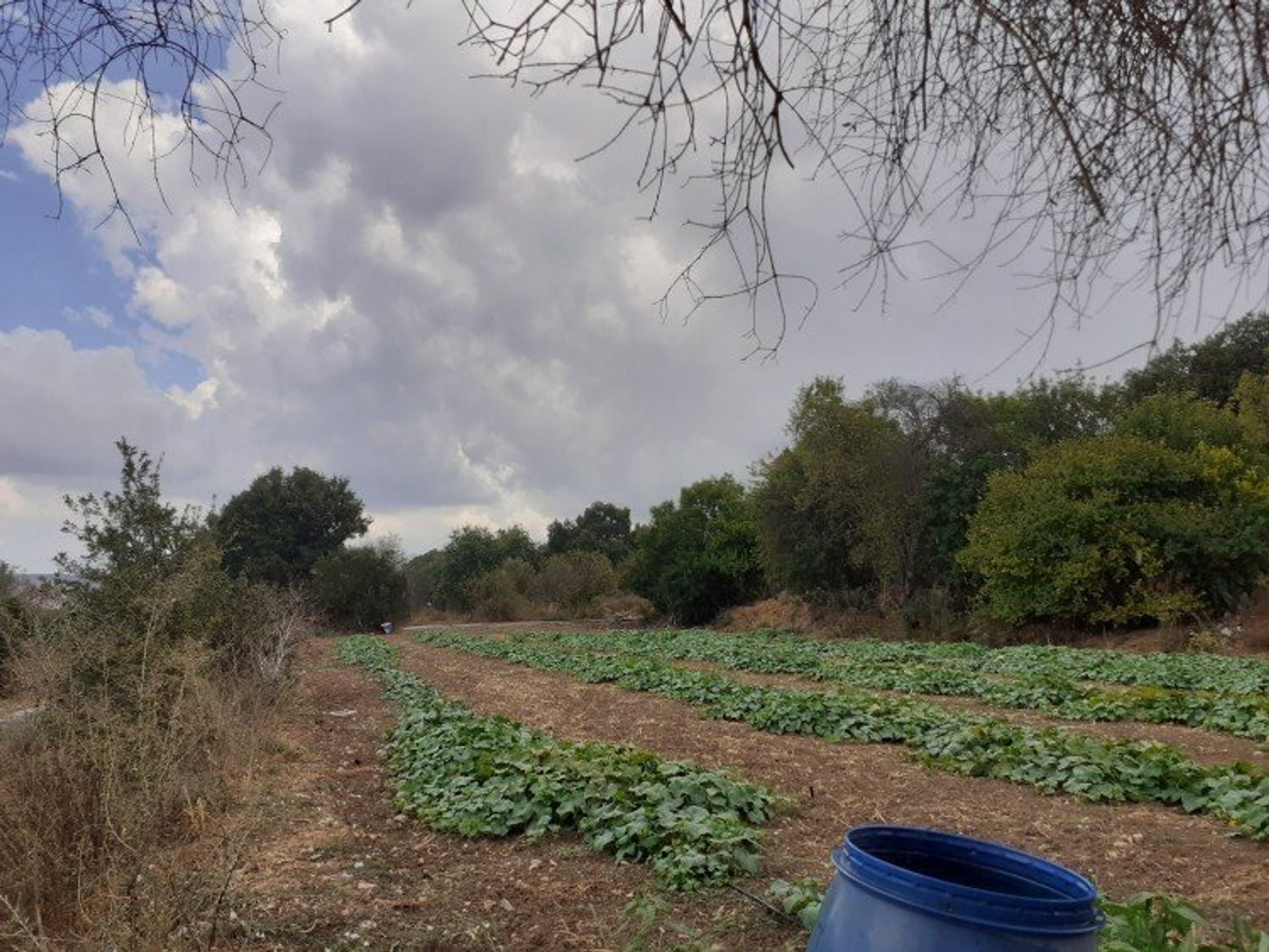 Tanah di Mesogi, Pafos 12720741