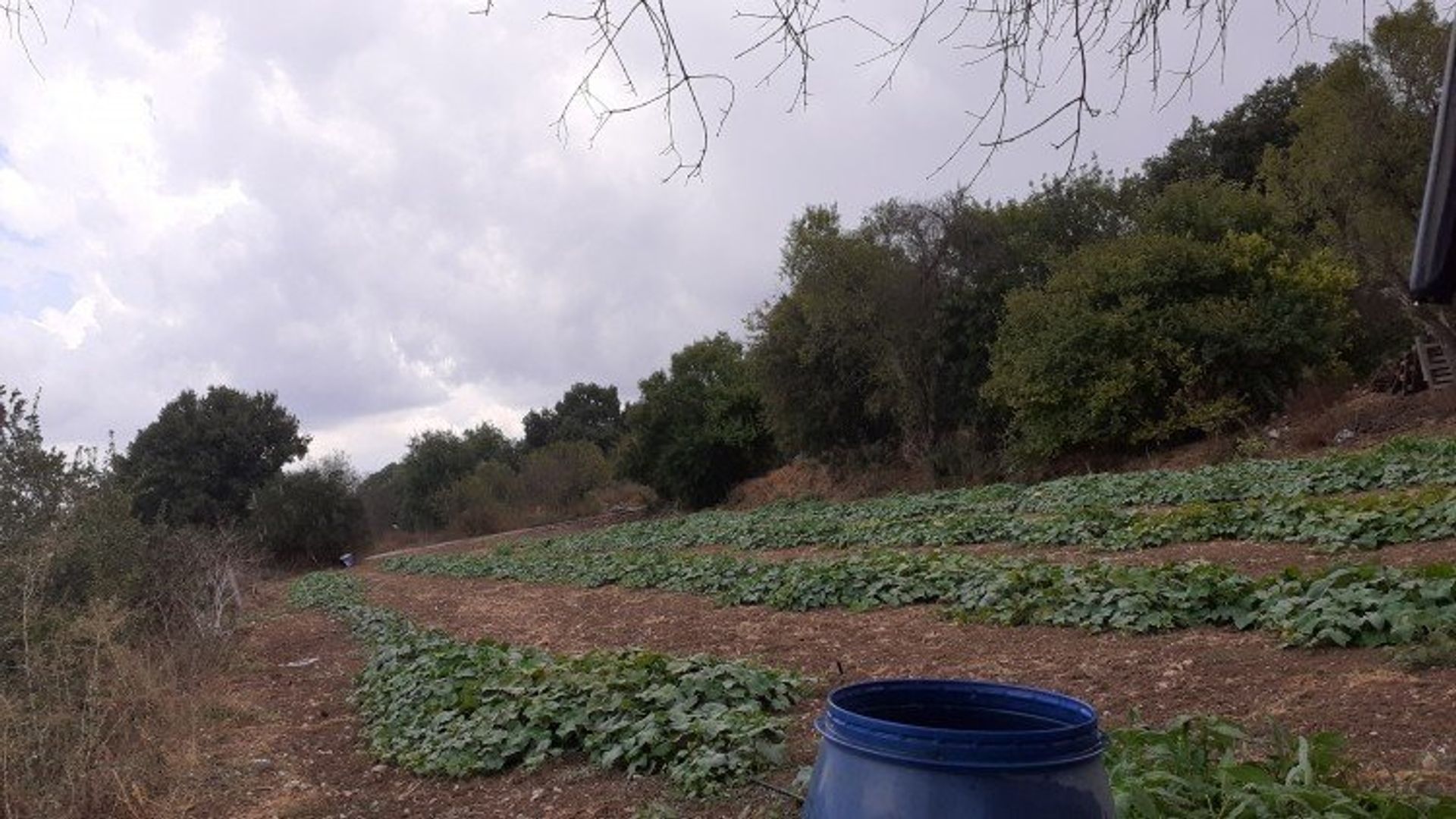 Tanah di Mesogi, Pafos 12720741