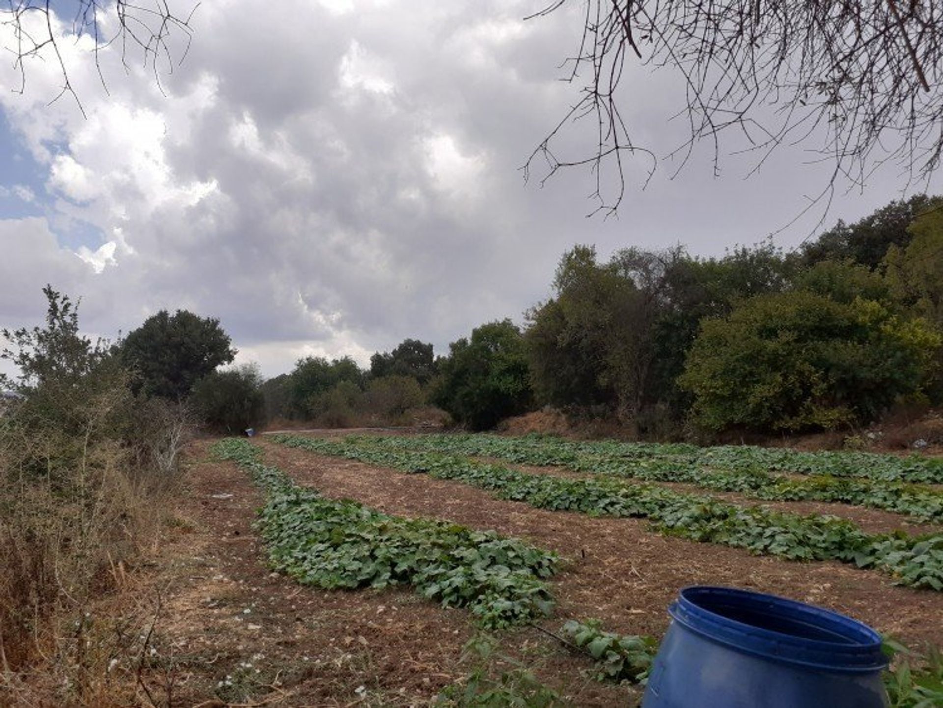 Tanah di Mesogi, Pafos 12720741