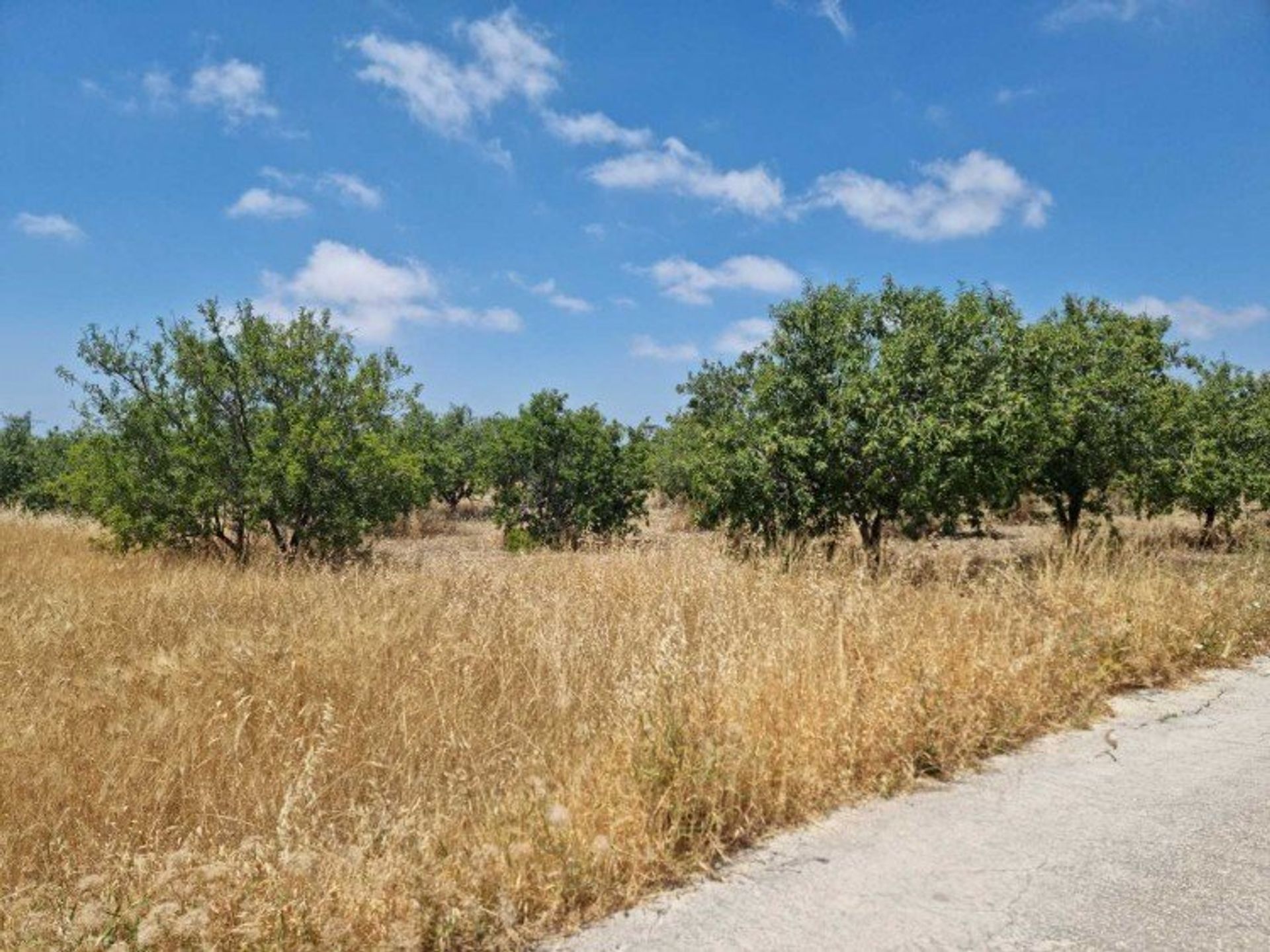 Land i Konia, Paphos 12721561