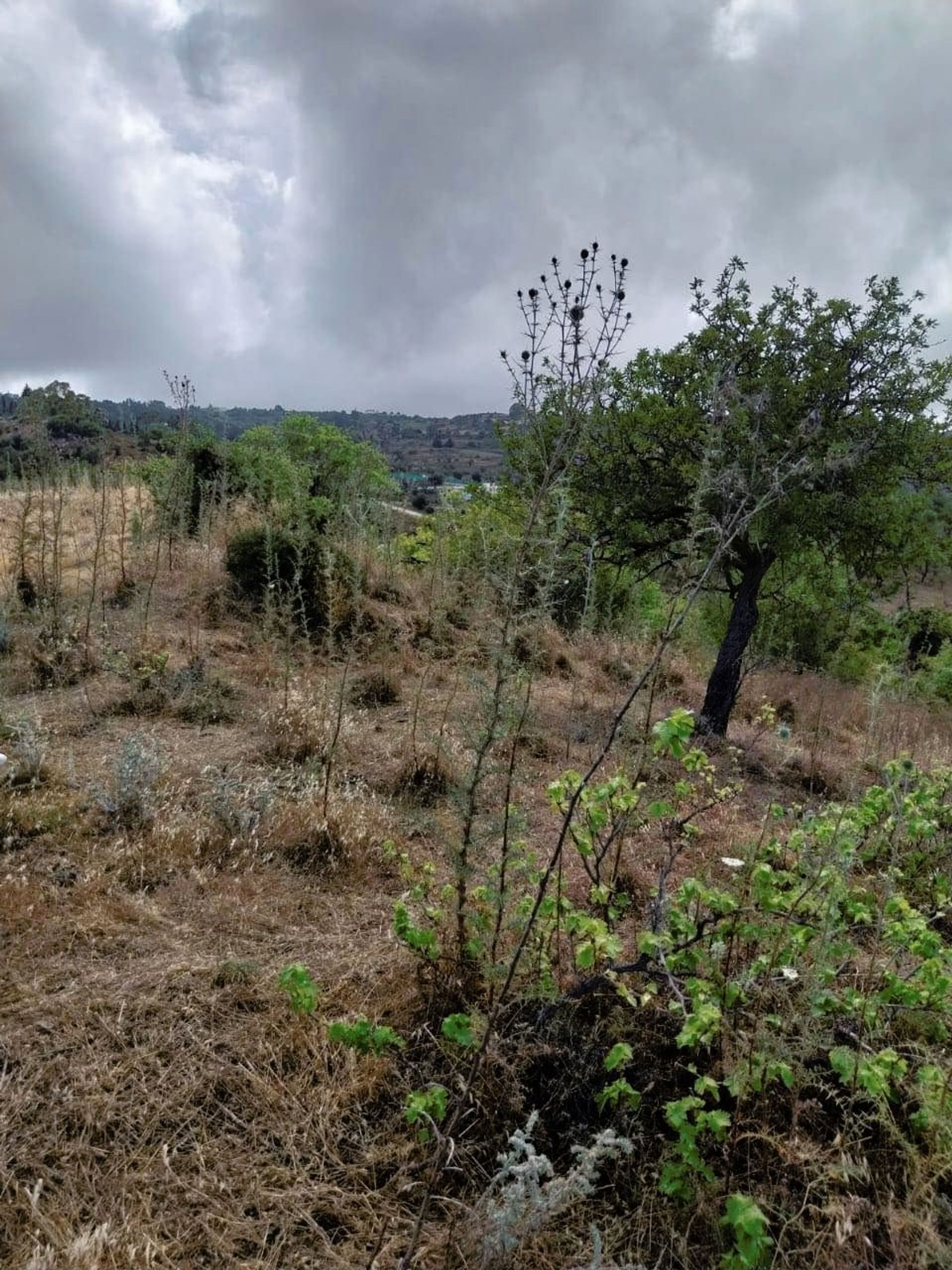 Land in Drouseia, Paphos 12722779