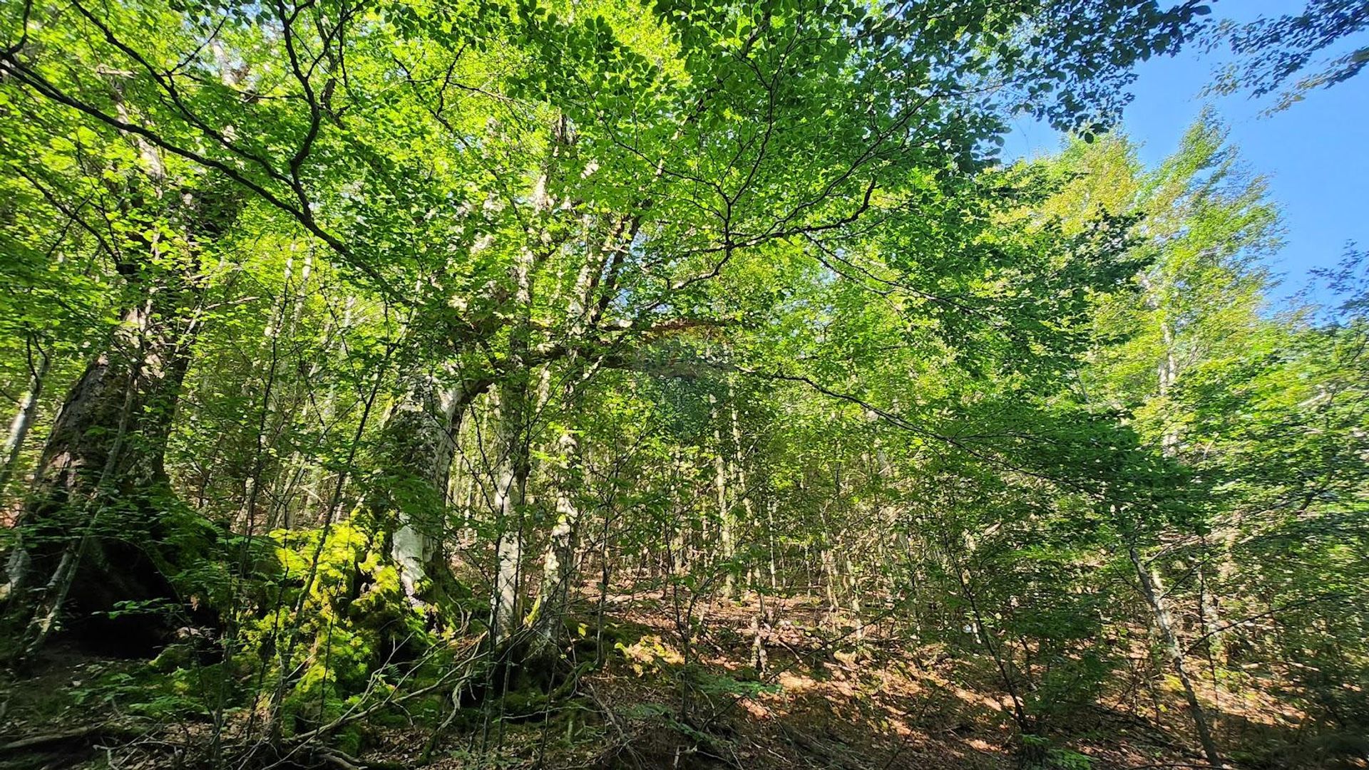 Land in Mrkopalj, Primorsko-goranska županija 12727917