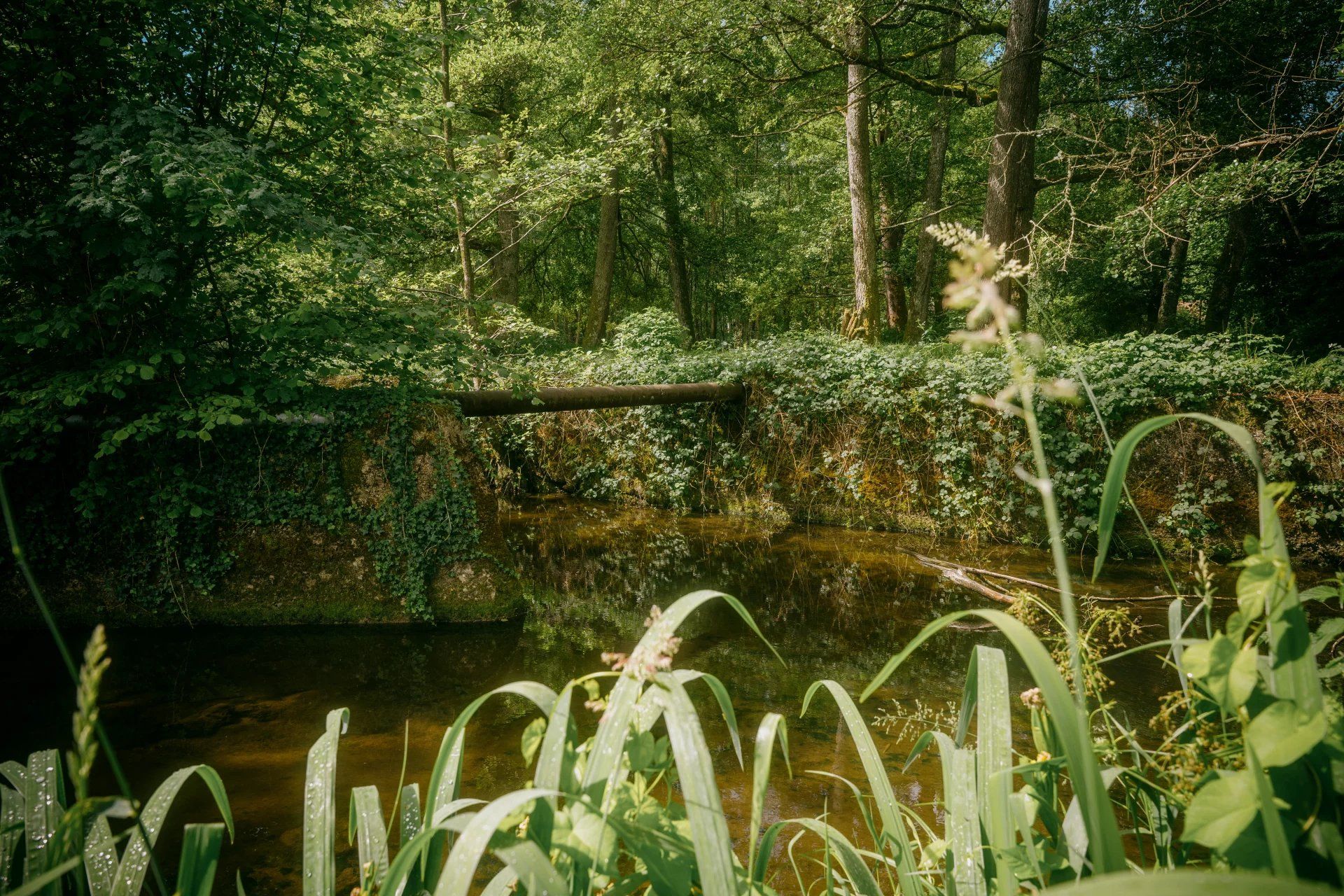 Annen i Mouron-sur-Yonne, Nièvre 12731330