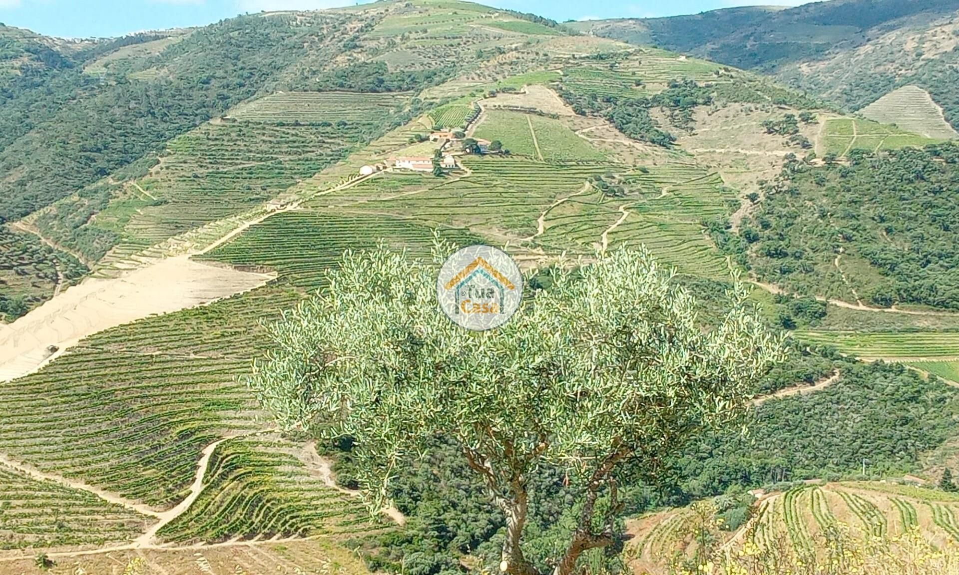 Wylądować w Ervedosa do Douro, Viseu 12735124