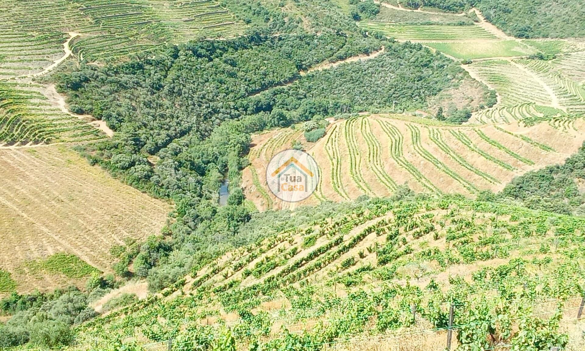 Tanah dalam Ervedosa do Douro, Viseu 12735124