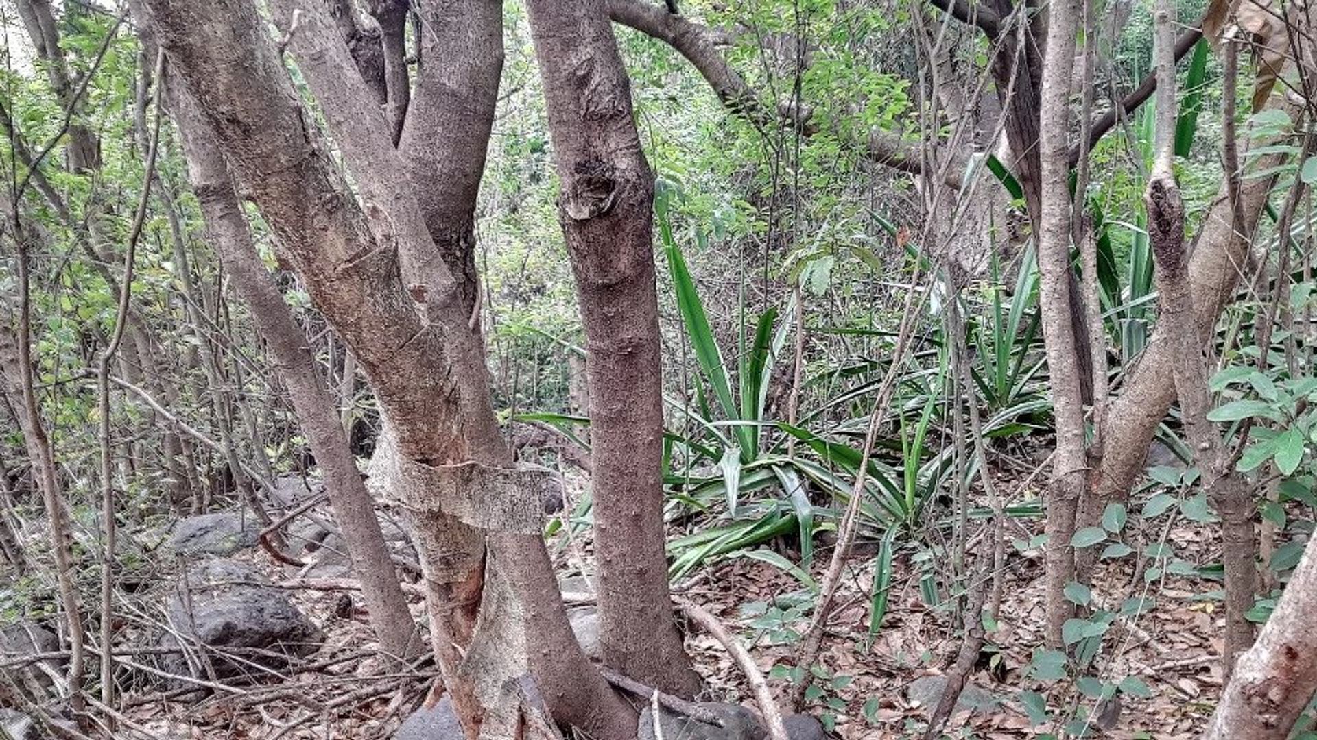 土地 在 拉芬山, 黑河 12741461