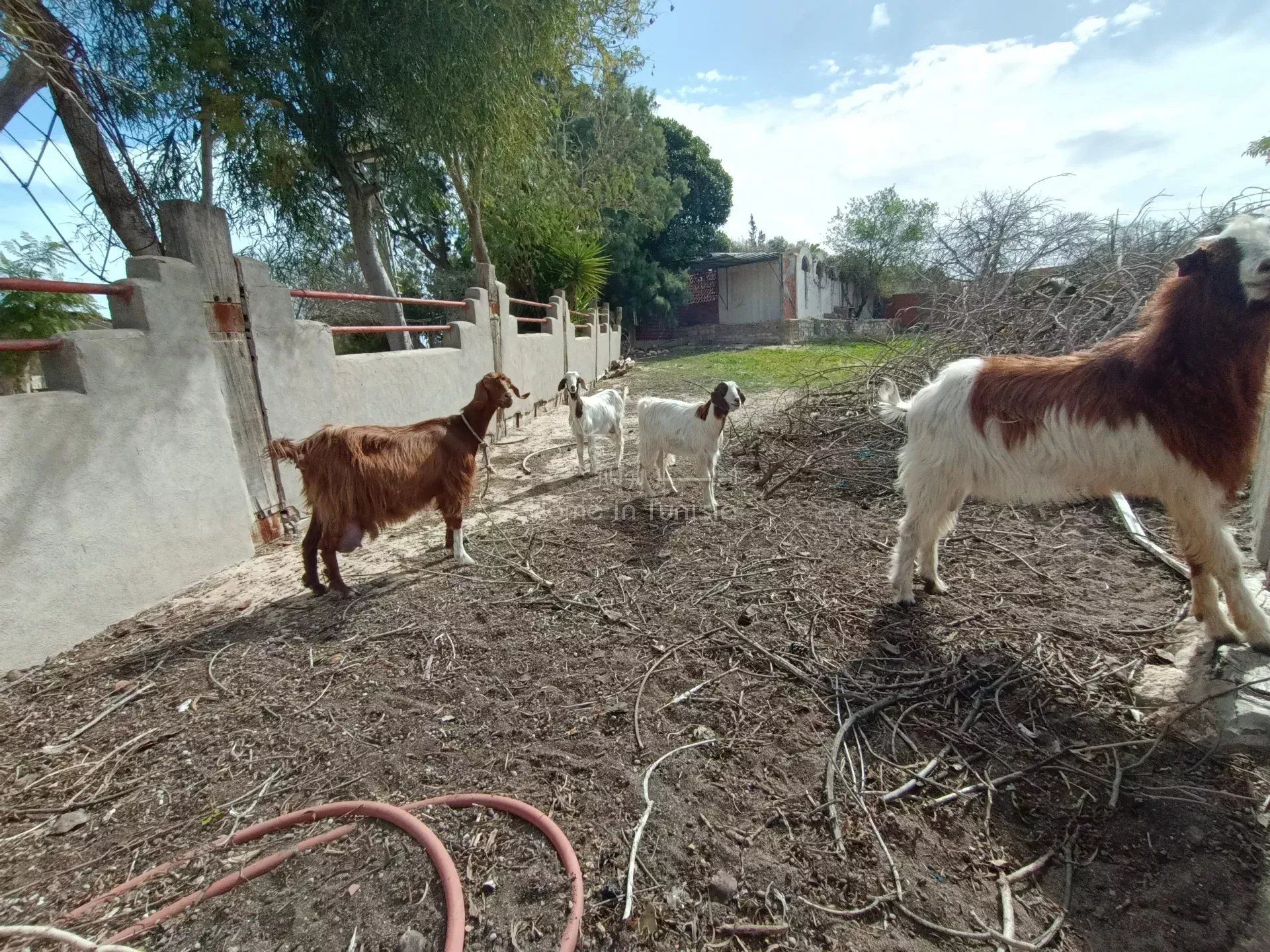 casa no Kalaa El Kebira, Kalaa El Kebira 12752327