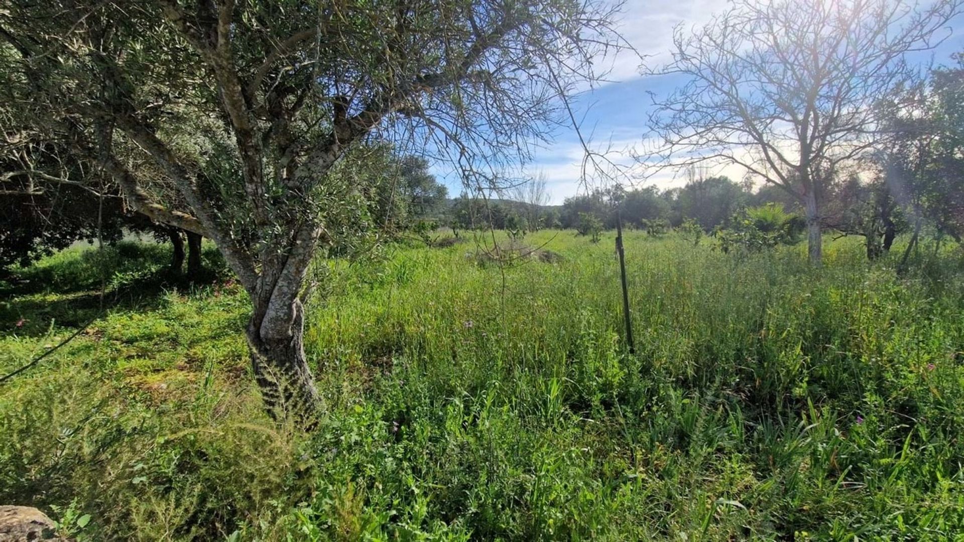 Land im Loulé, Faro District 12758205