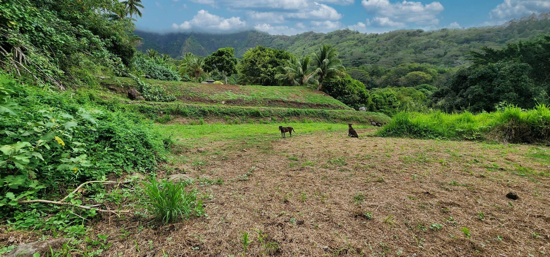 Terre dans Papeete, Iles du Vent 12758970