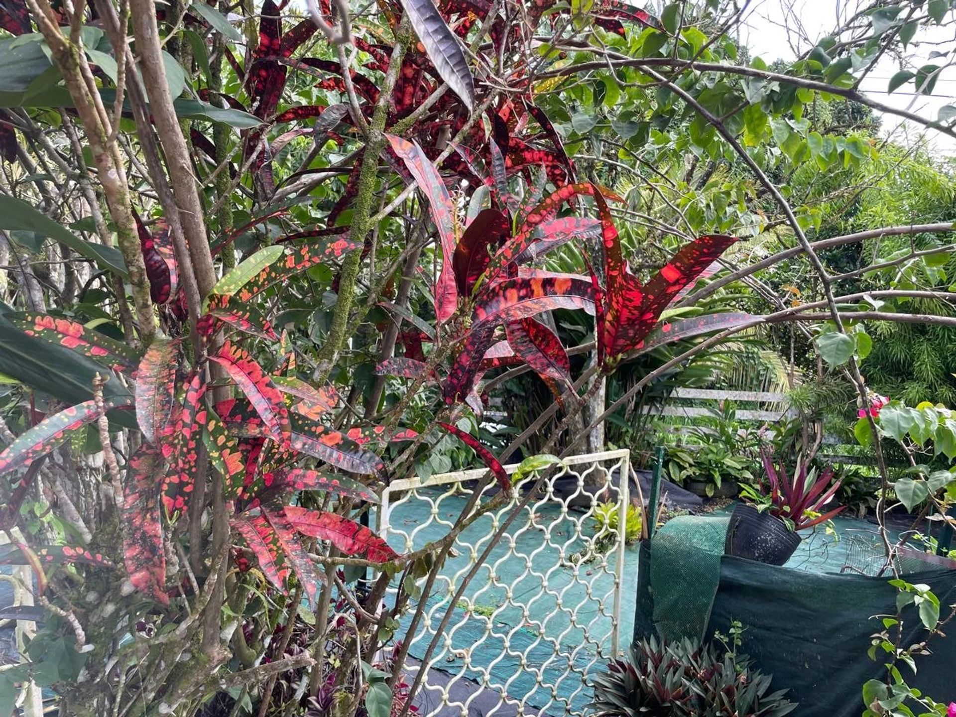 Condomínio no Fort-de-France, Martinique 12762035