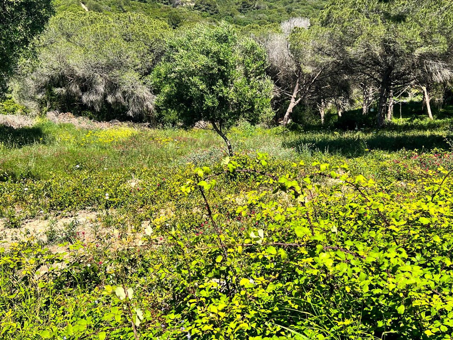 土地 在 San Roque, Andalusia 12767934