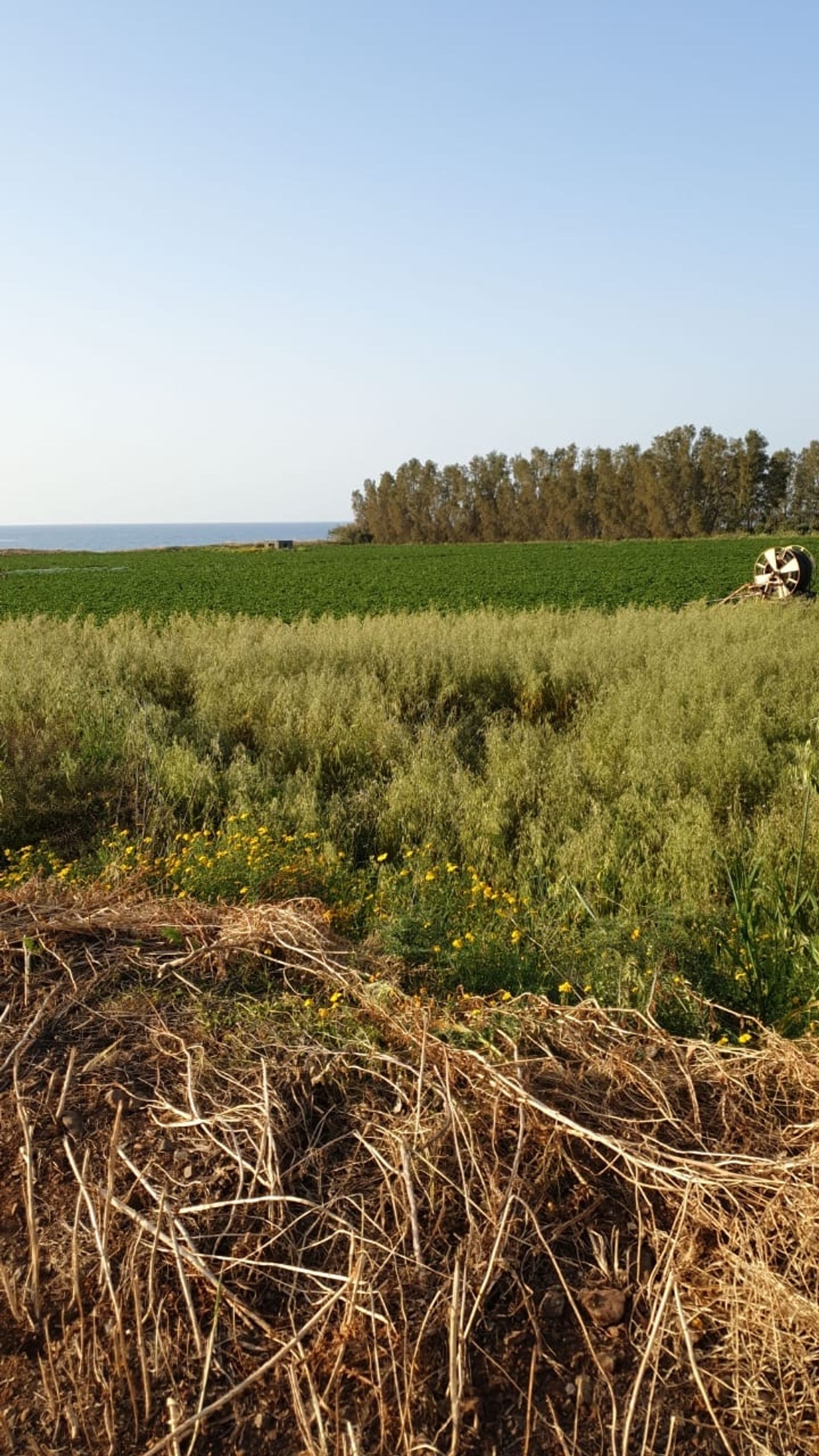 Terra no Pólis, Pafos 12769693