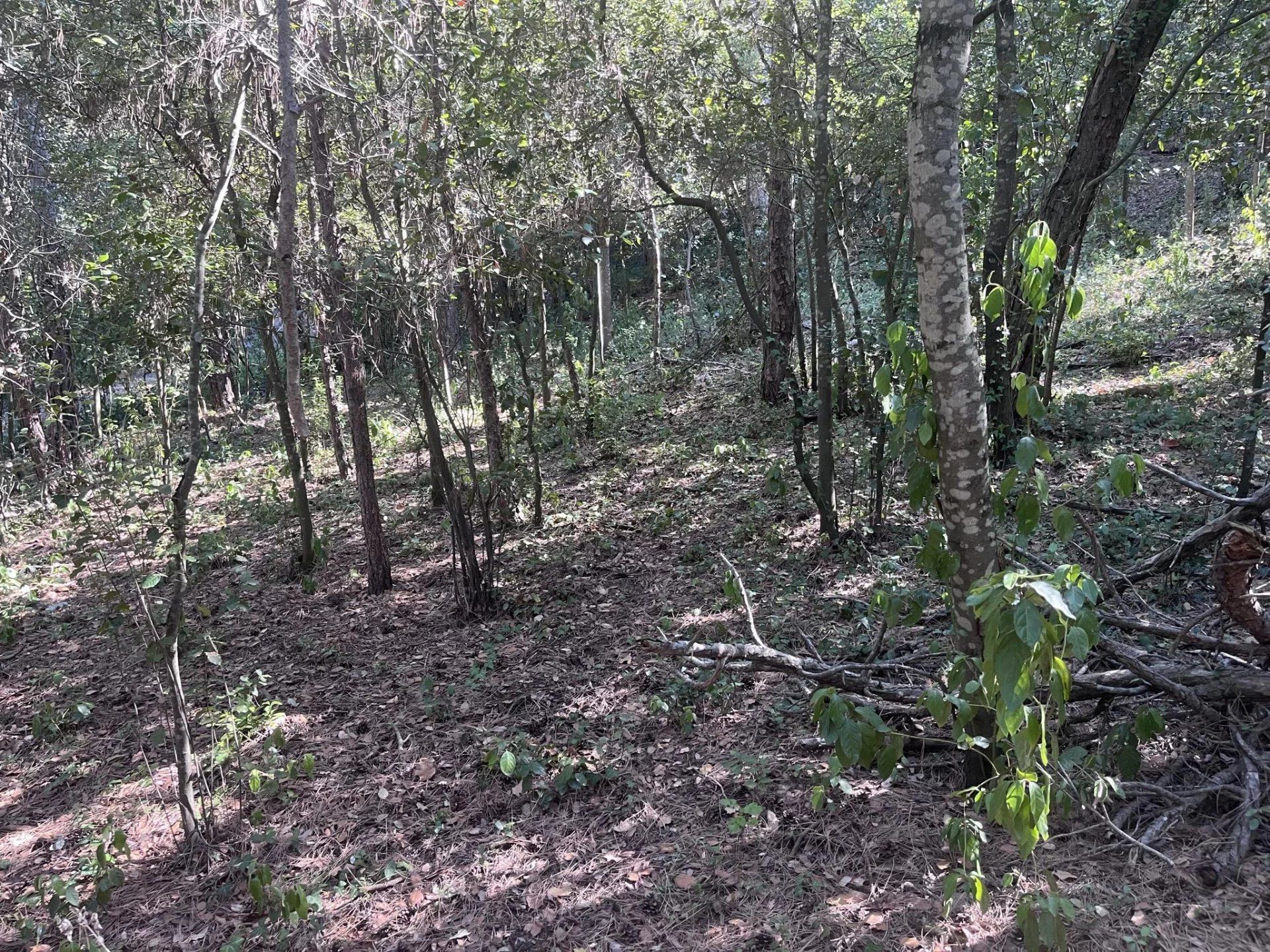 Land in Palaja, Occitanië 12774938