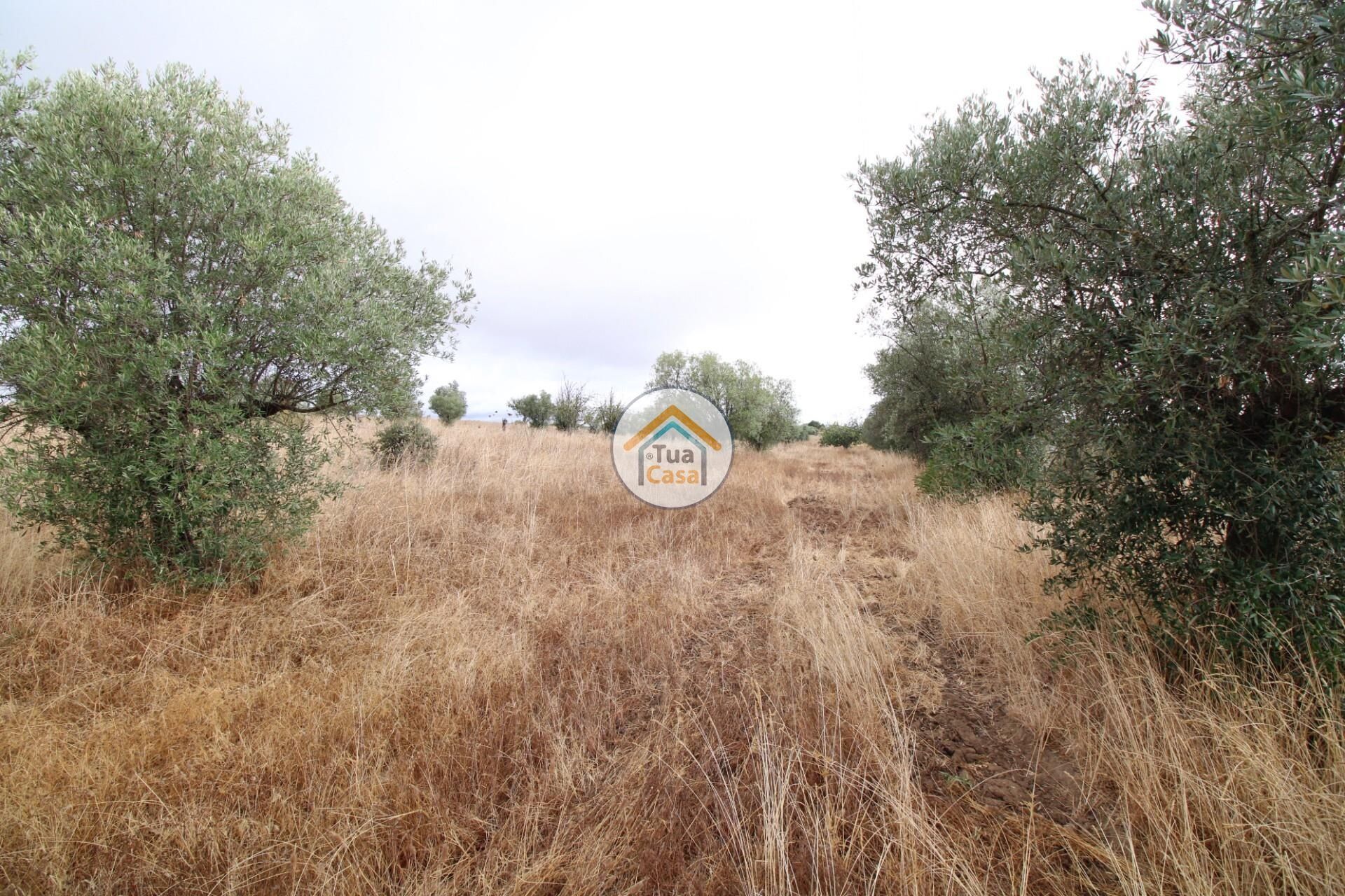 Land im Reguengos de Monsaraz, Évora District 12781233