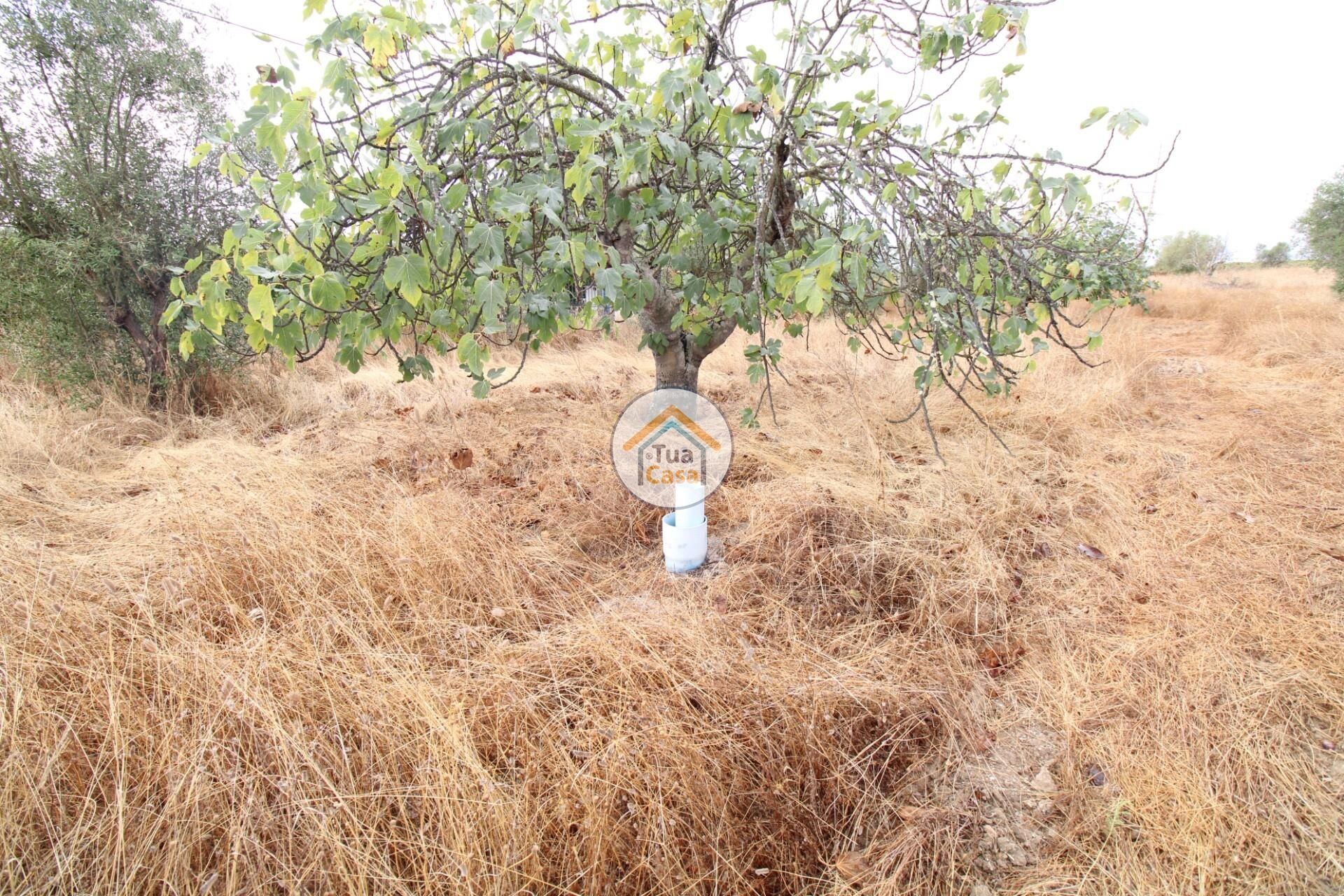 Terre dans Reguengos de Monsaraz, Évora District 12781233