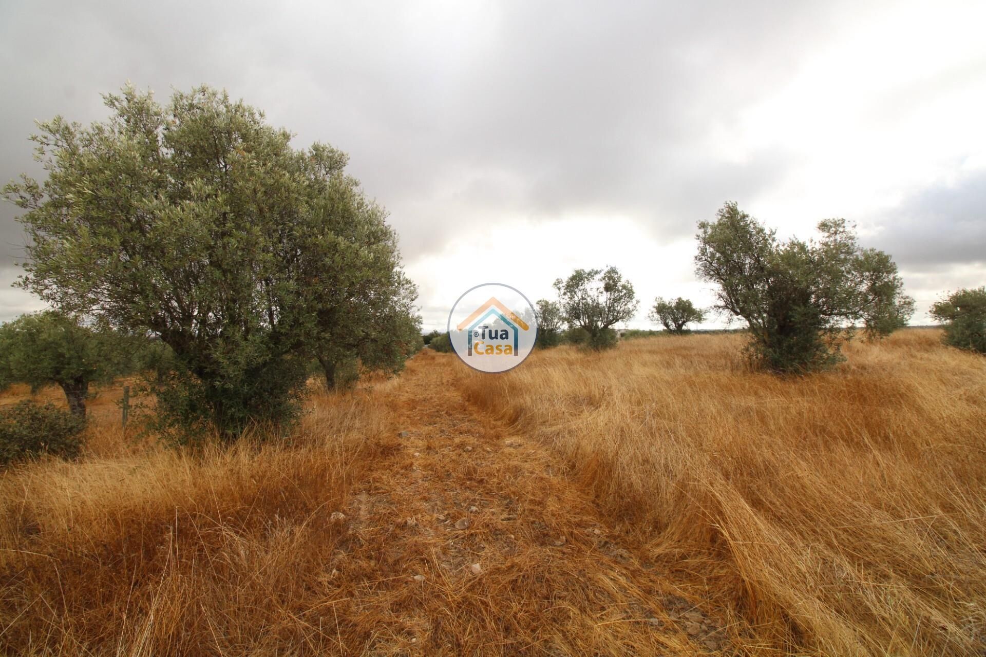 Land im Reguengos de Monsaraz, Évora District 12781233