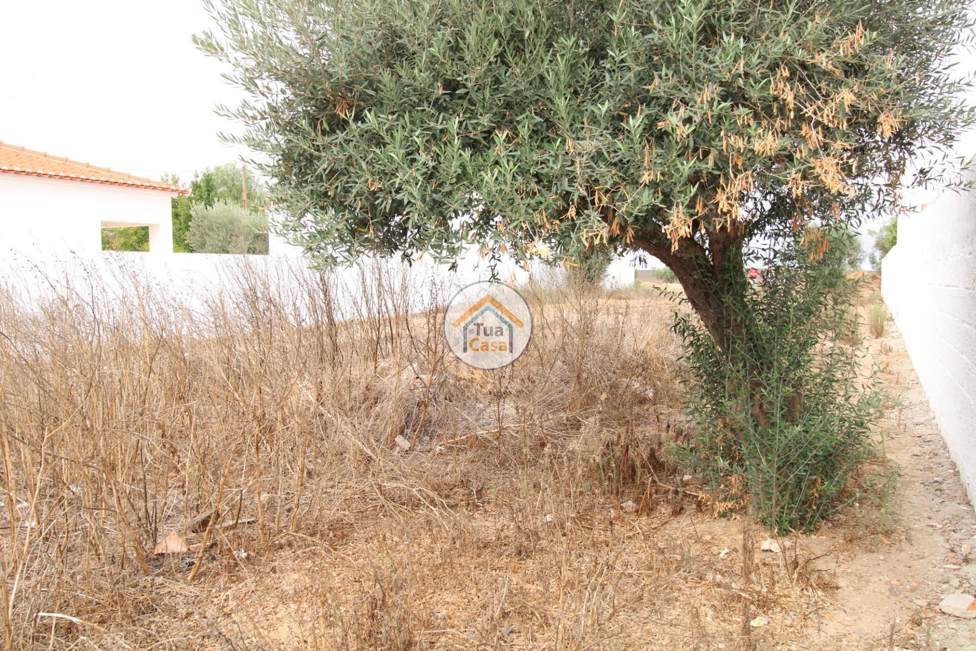 Land i Castro Verde, Beja 12799600