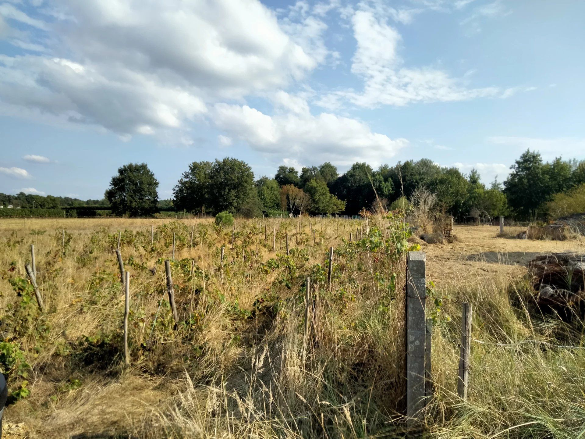 Land im Saint-Ciers-sur-Gironde, Neu-Aquitanien 12800329