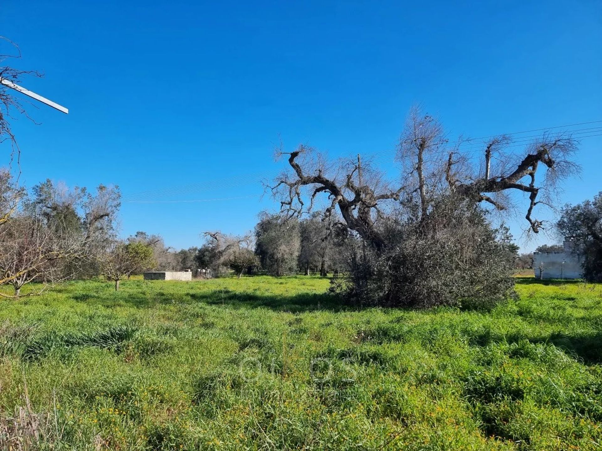 Yang lain dalam Oria, Brindisi 12801305