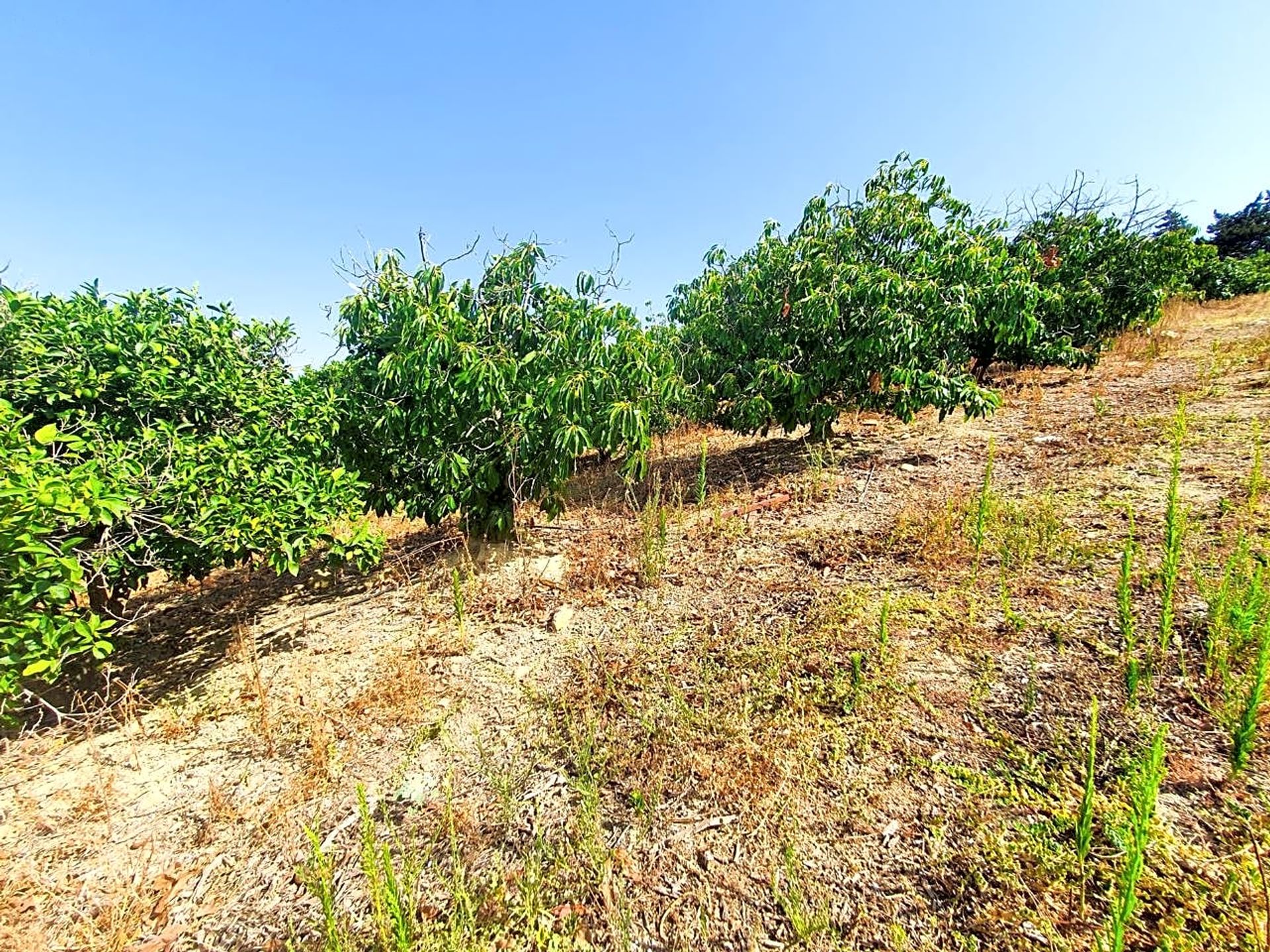 σπίτι σε Jimena de la Frontera, Andalucía 12804555