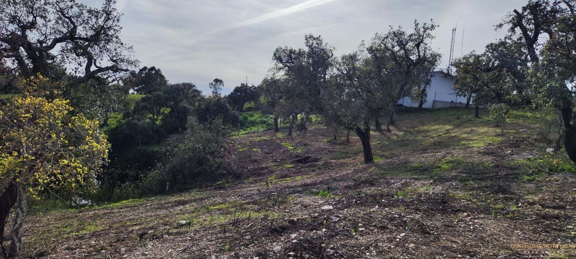 ארץ ב סליר, פארו 12810822