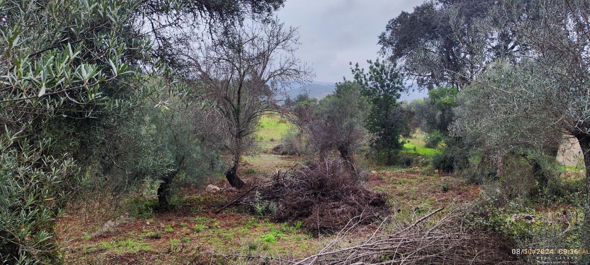 Tierra en Salir, Faraón 12810825