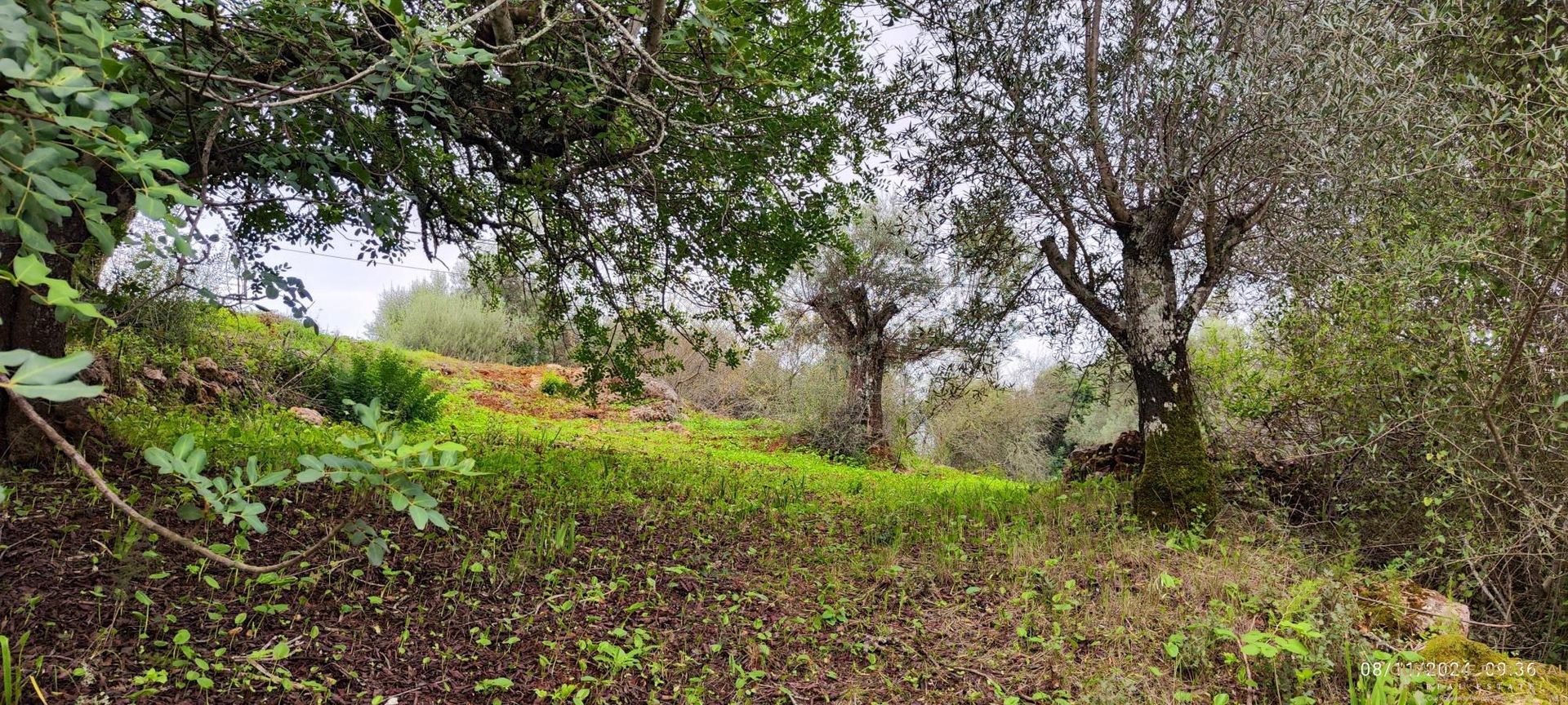 Tierra en Salir, Faraón 12810825