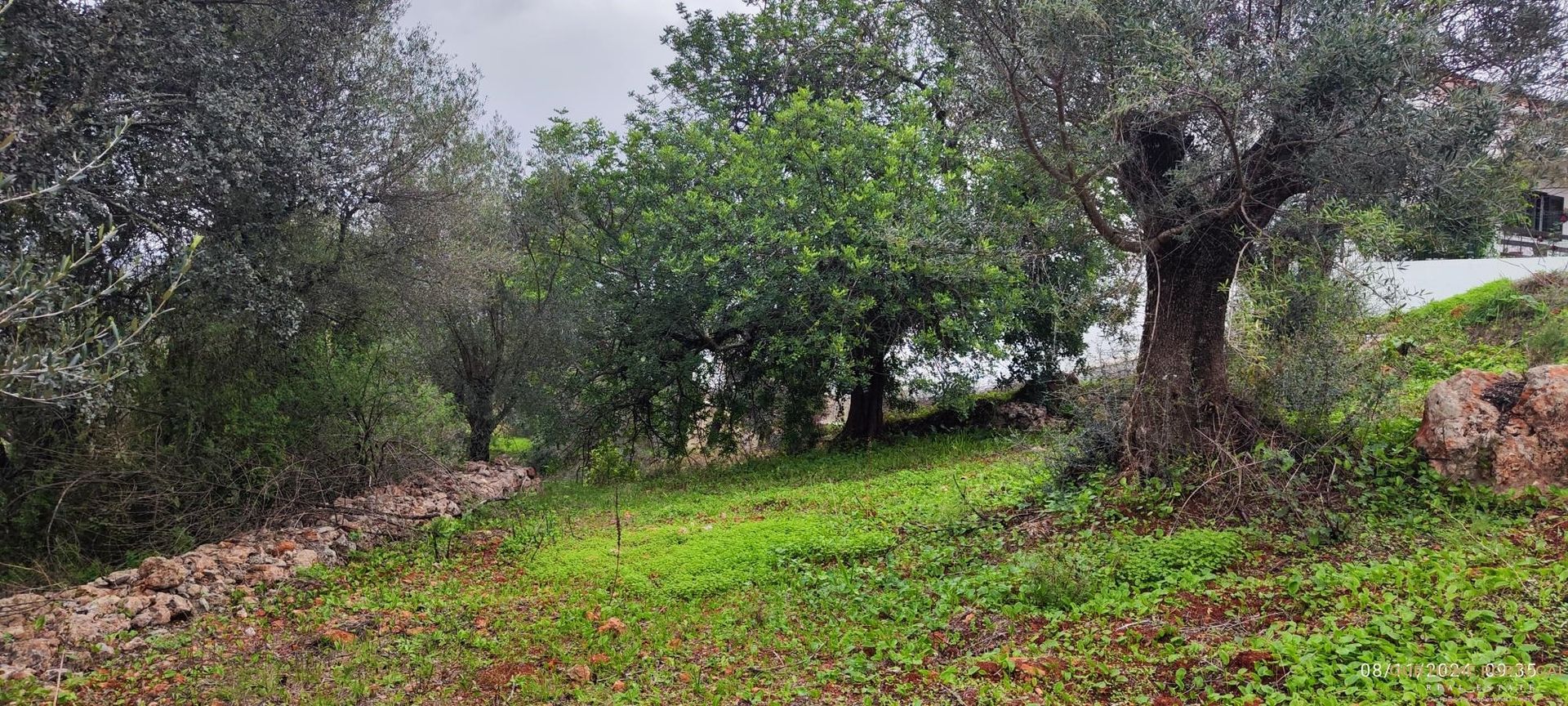 Tierra en Salir, Faraón 12810825