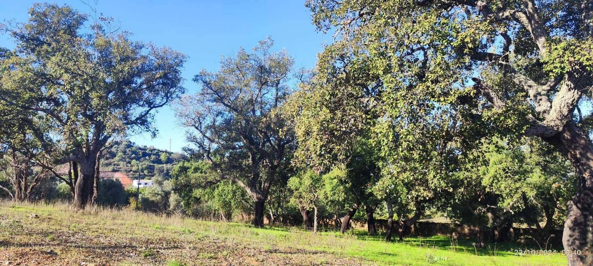 Tierra en Salir, Faraón 12810834